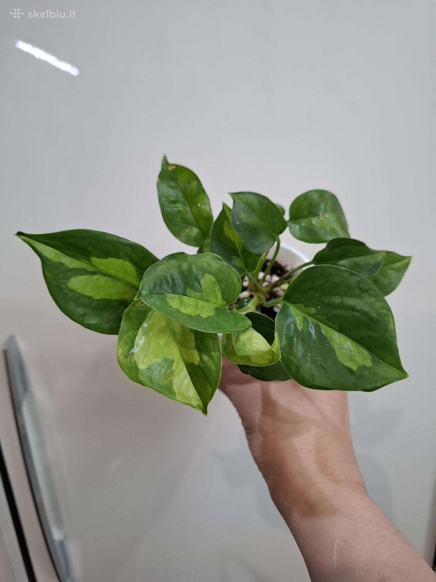 Epipremnum Global Green