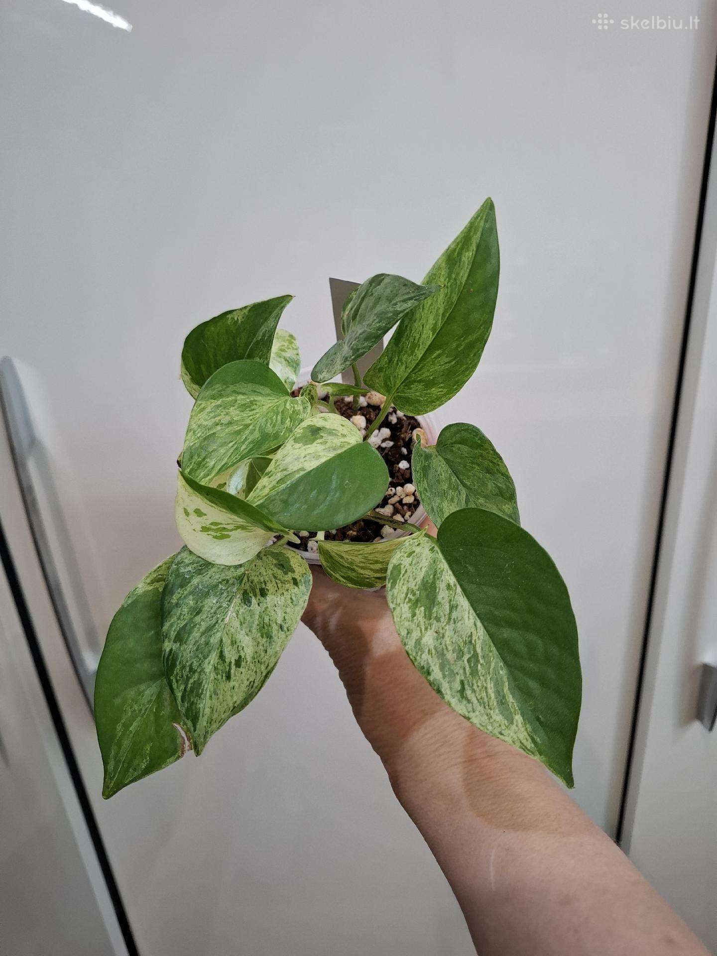 Epipremnum Snow Queen