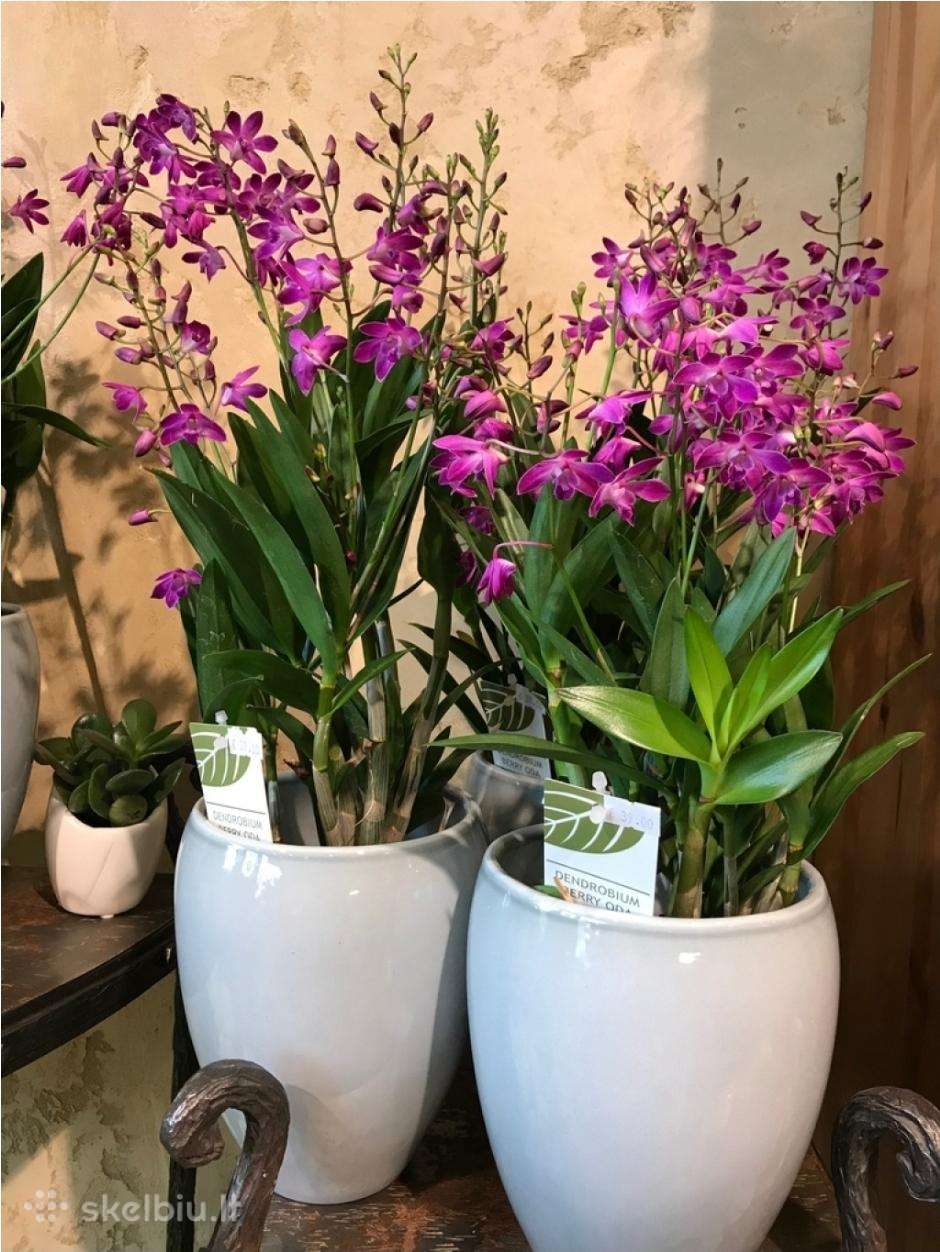 Orchideja