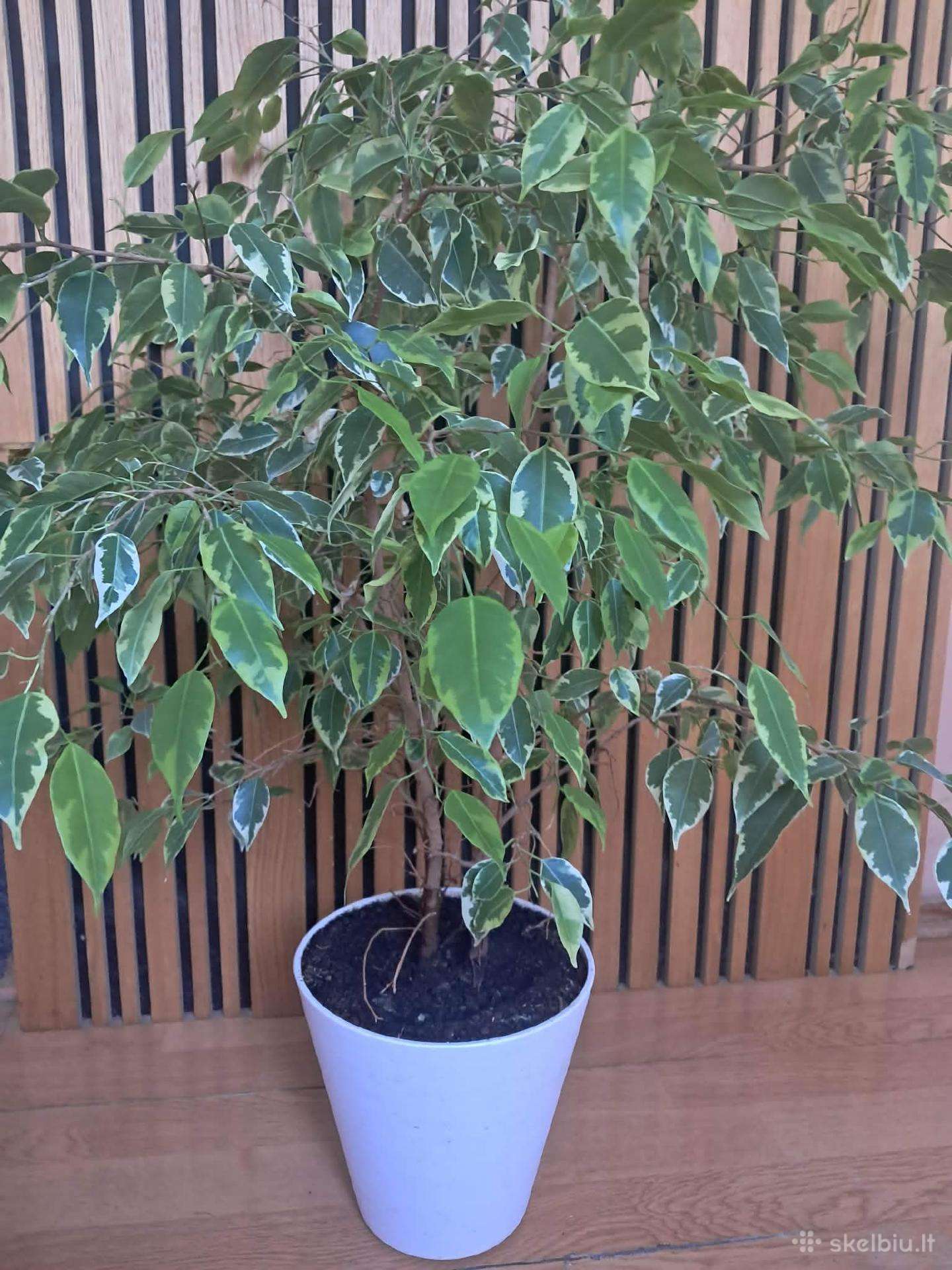 Kambarinis augalas fikusas