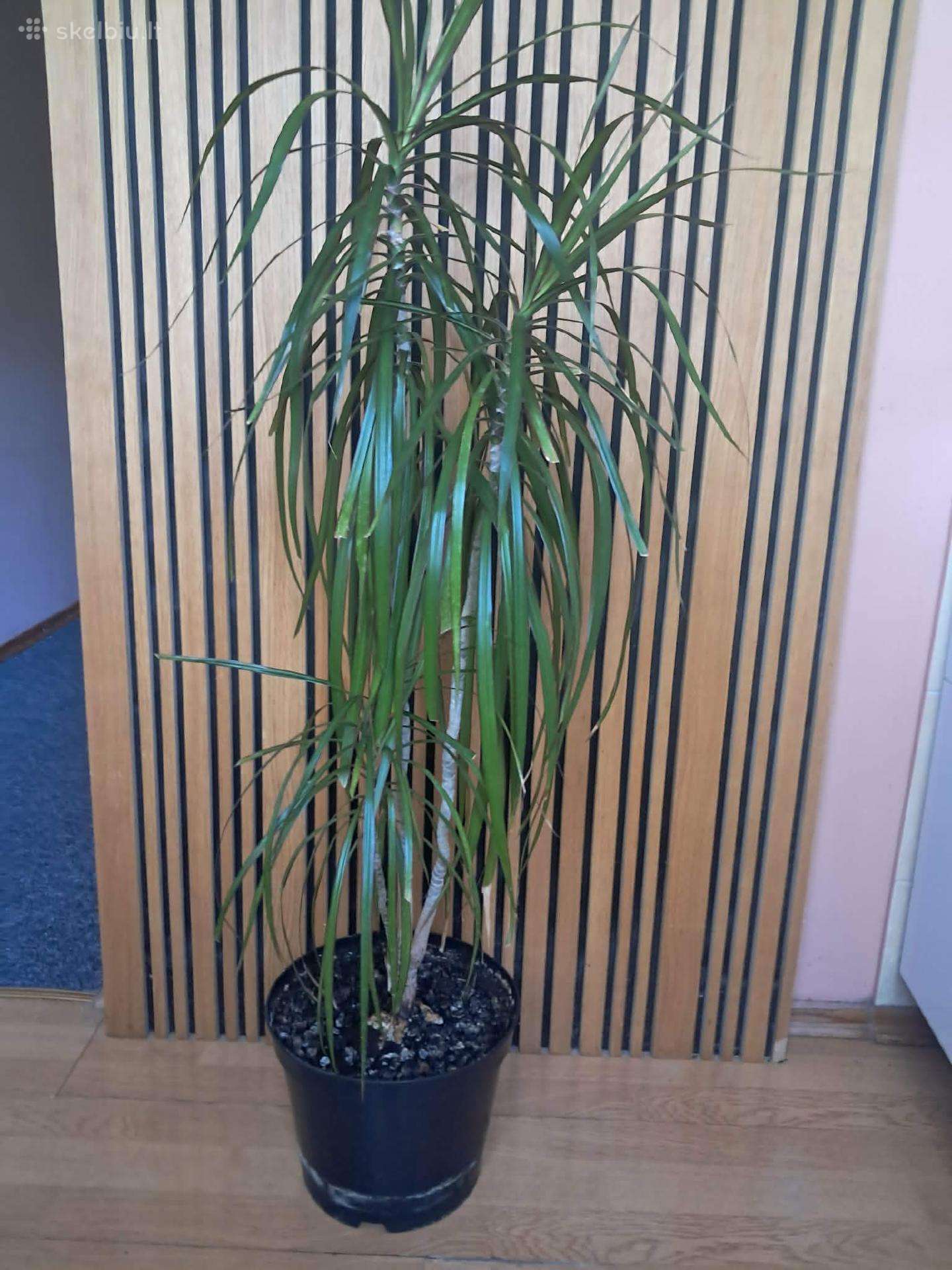 Kambarinis augalas Dracena 120 cm
