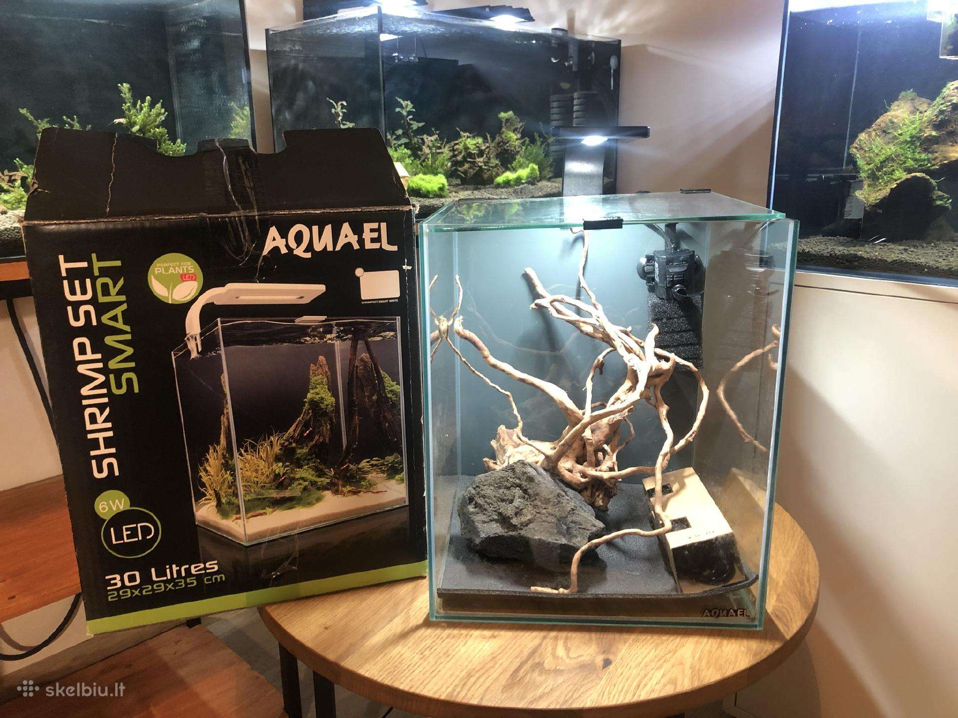 Aquel Shrimp Set 30
