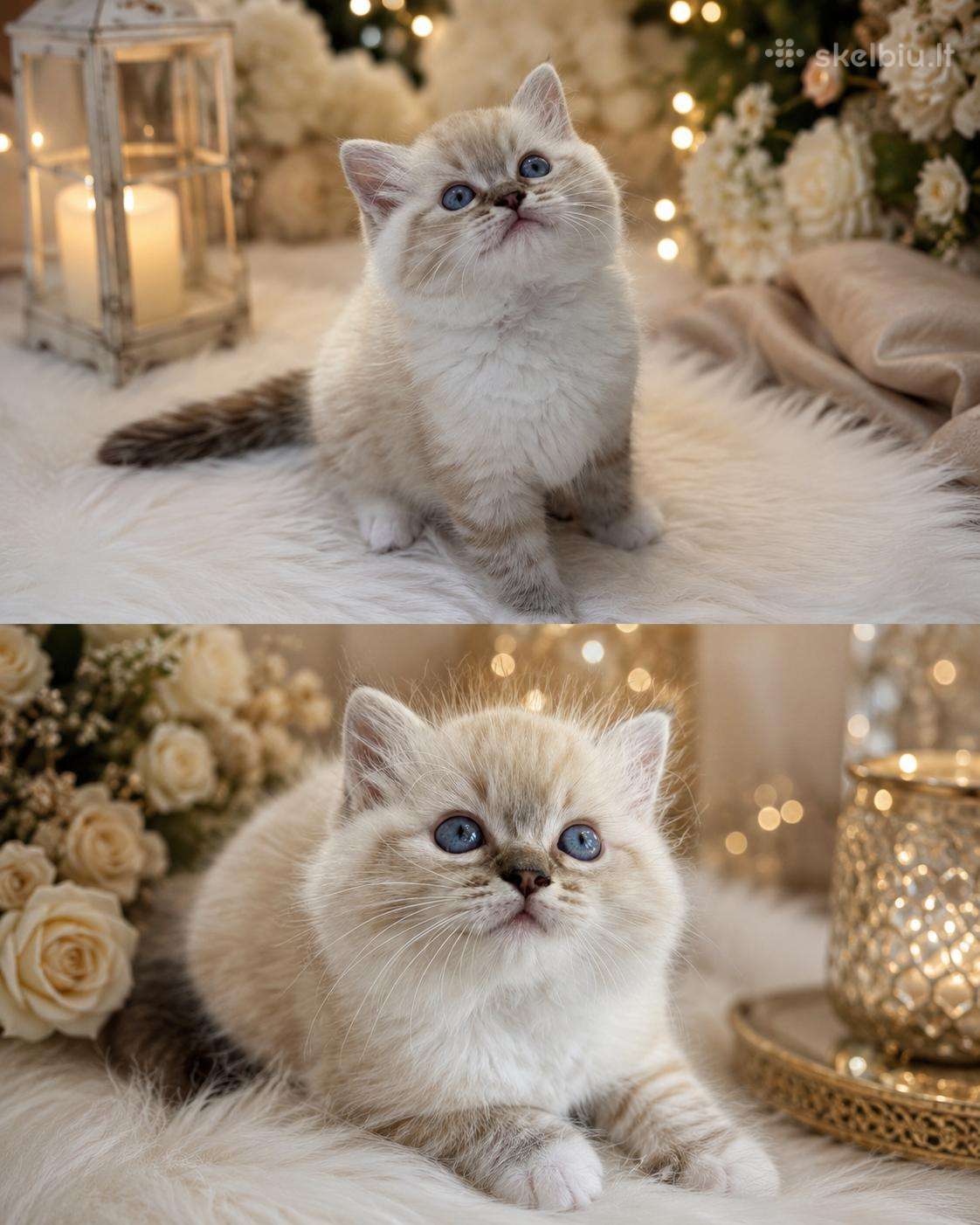 Kilmingi Ragdoll kačiukai