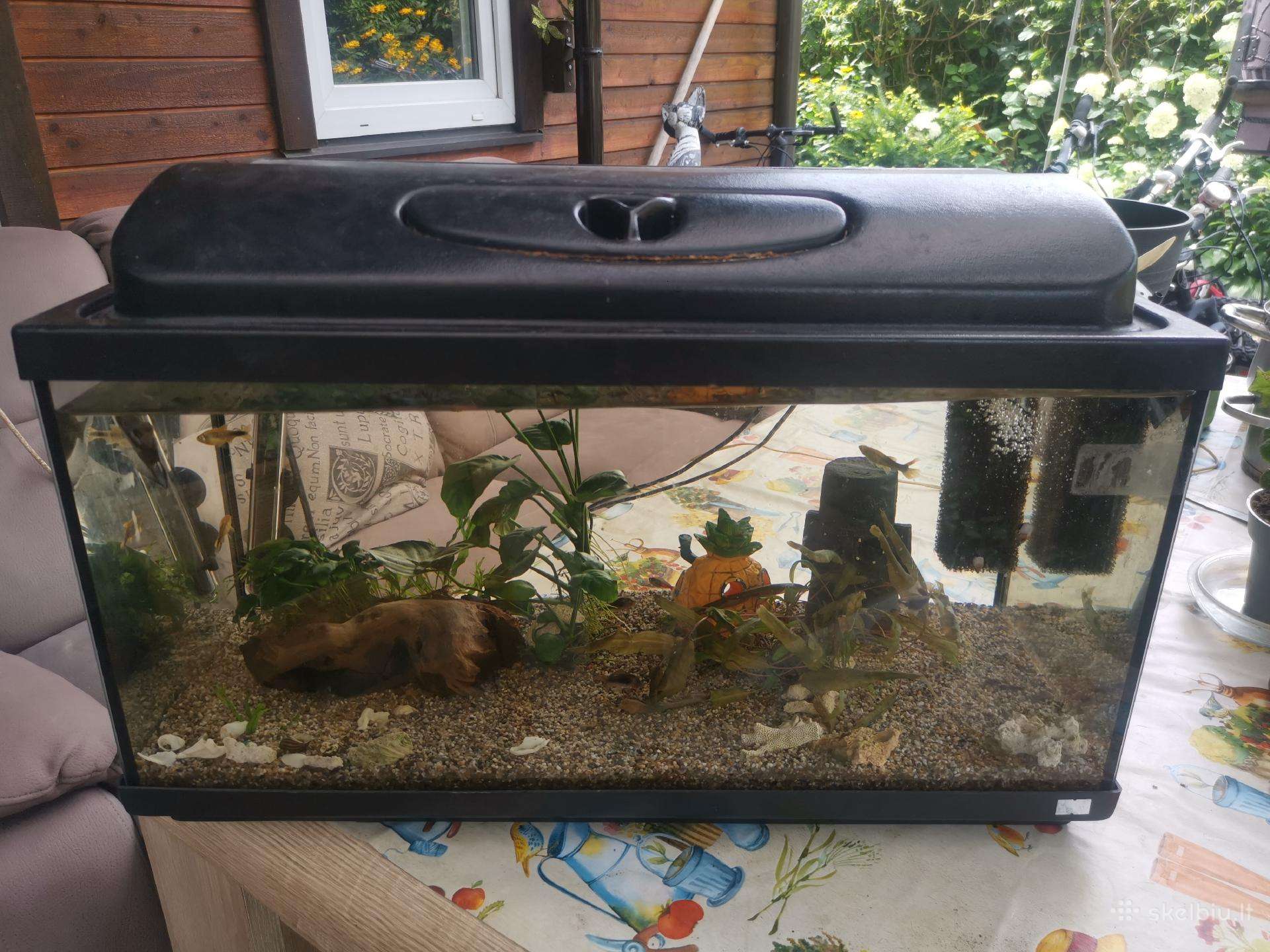 Pigiai Parduodamas akvariumas su viskuo