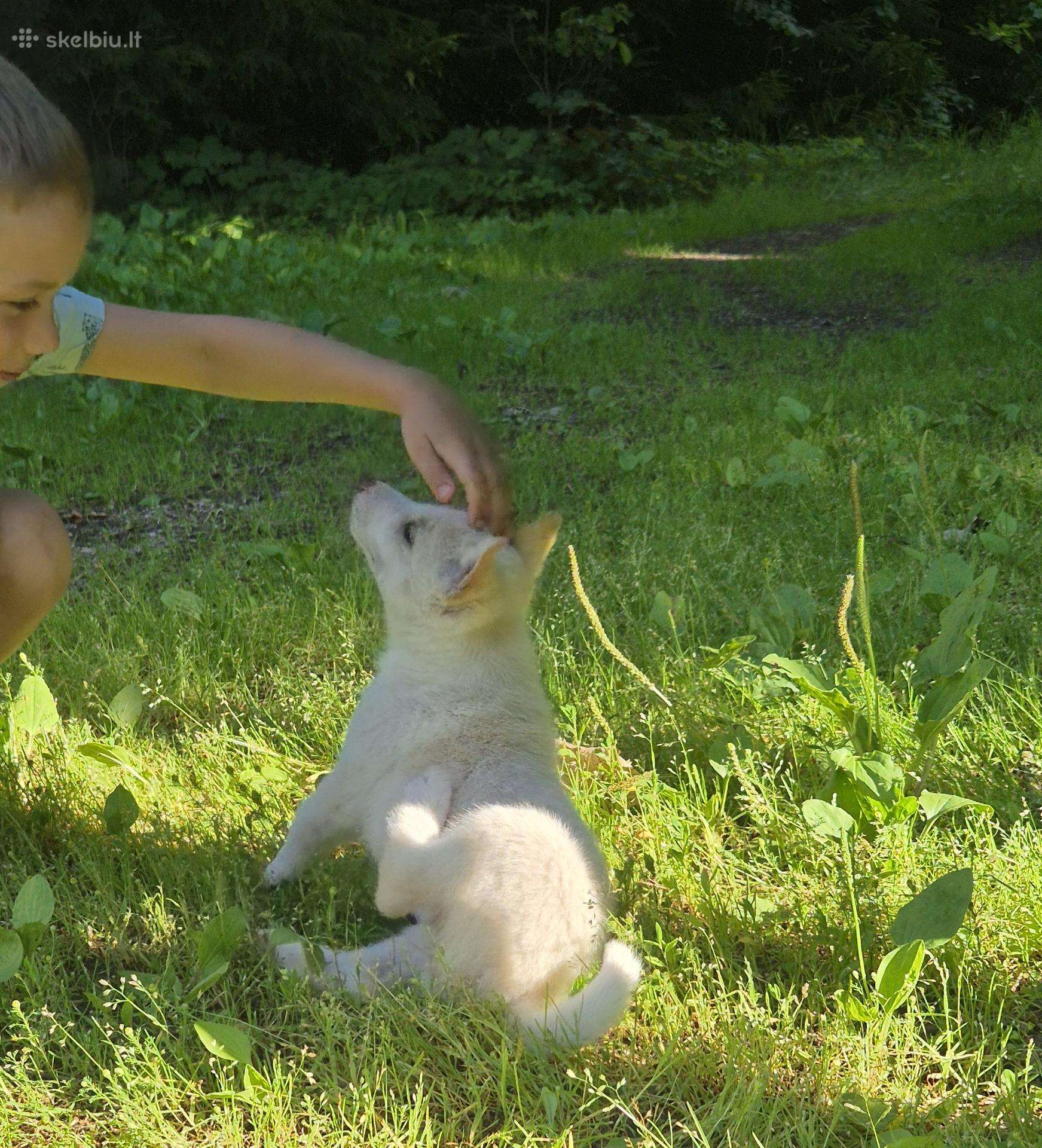 Dovanojami Vakarų Sibiro laikos šuniukai