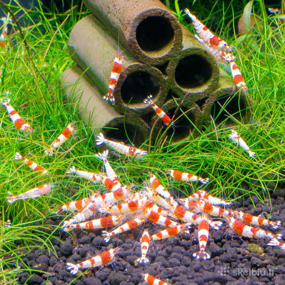 Red Crystal krevetės