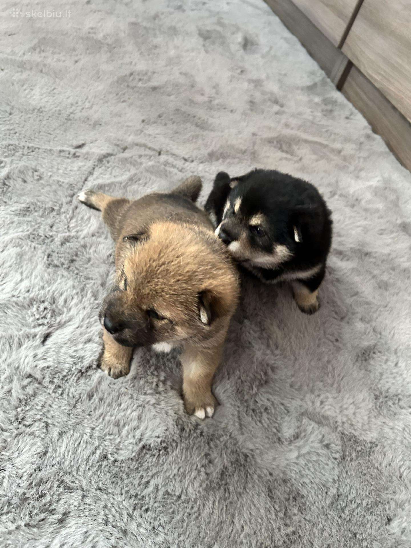 Shiba Inu šuniukai