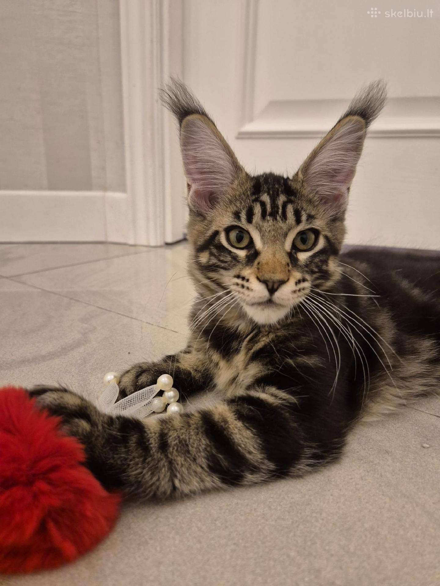 Mainecoon Parduodami kačiukai