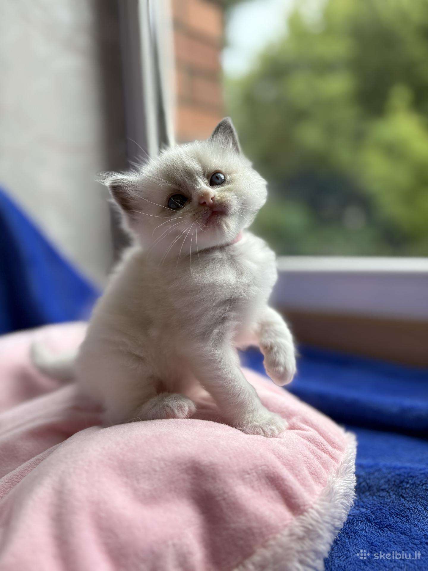 Ragdoll kačiukai (Skudurinukės)