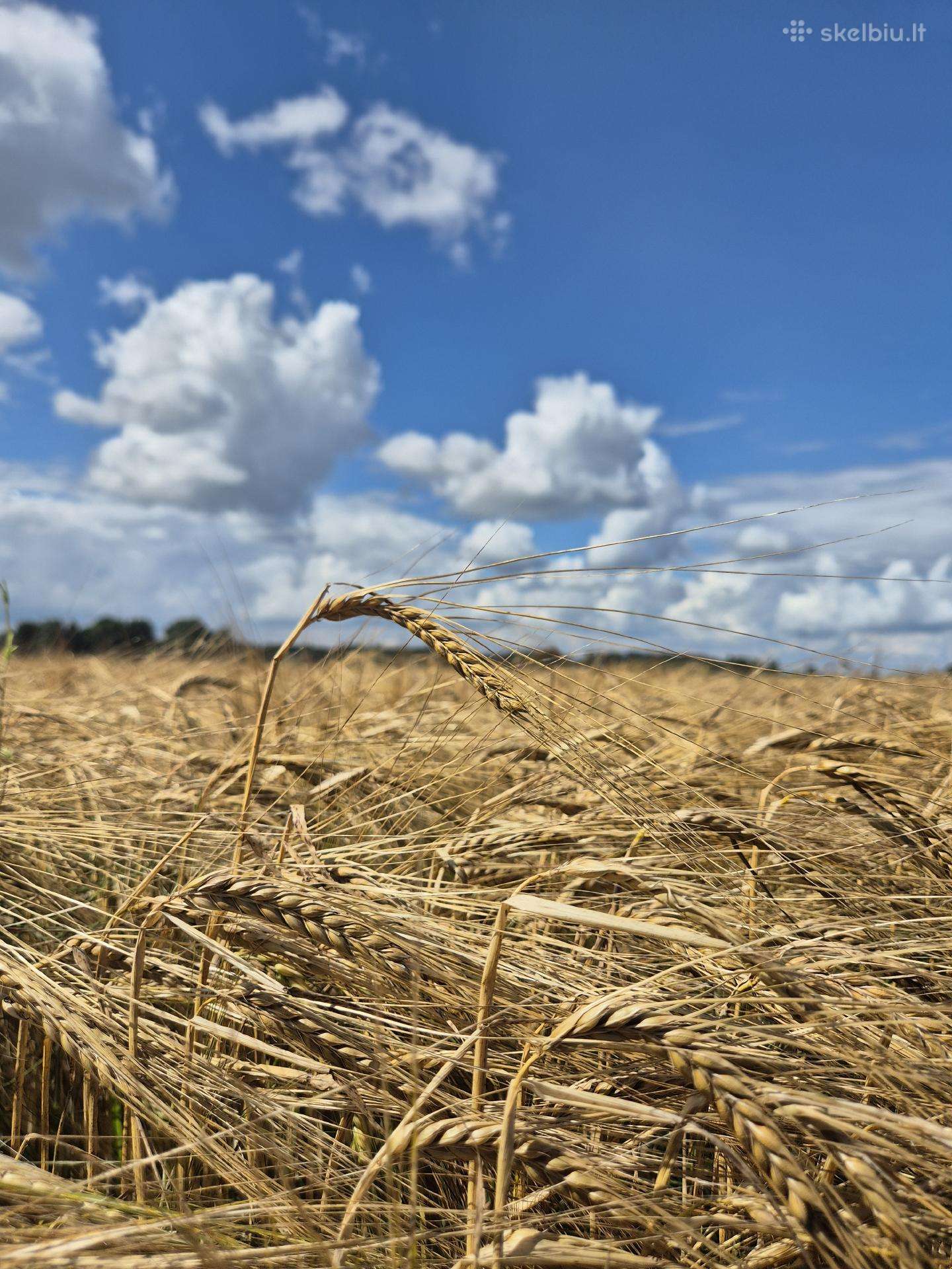 Ieškau žemės Kaišiadorių Prienų raj