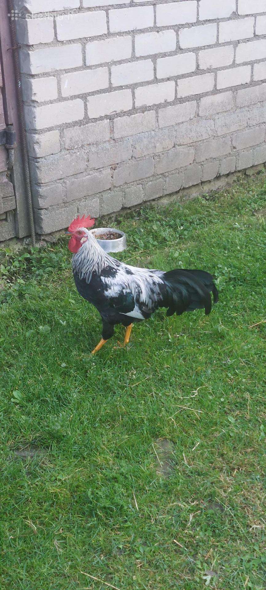 Vištaitės.