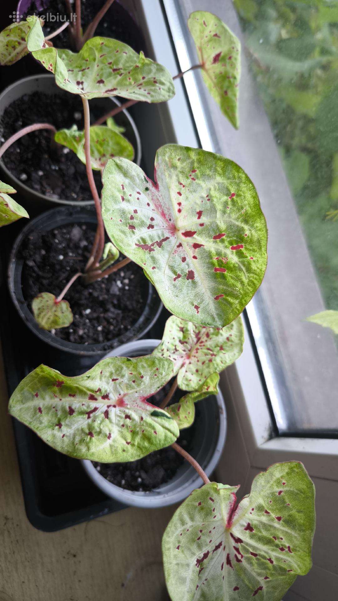 Caladium Miss Muffet