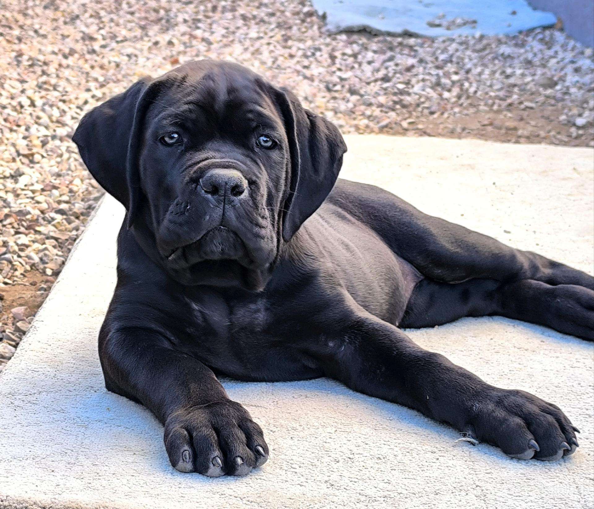 Cane corso veislės šuniukai su kilmės dokumentais