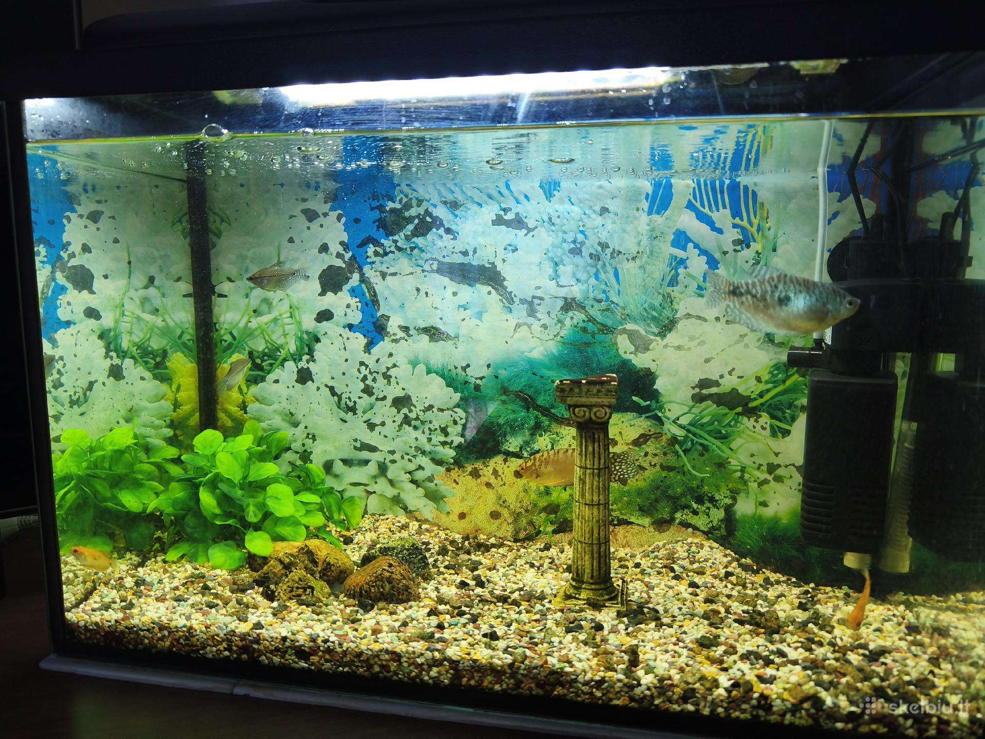70l. akvariumas