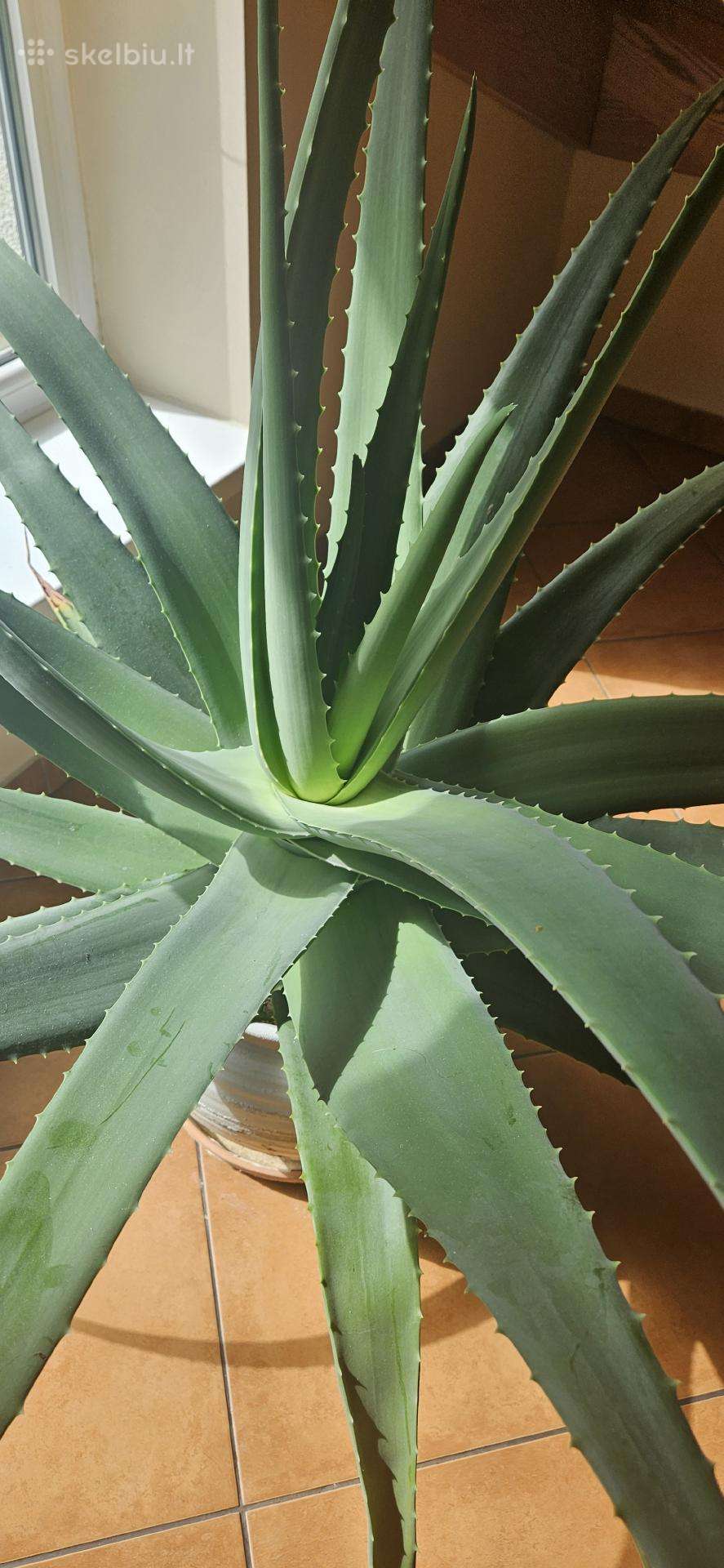 Aloja