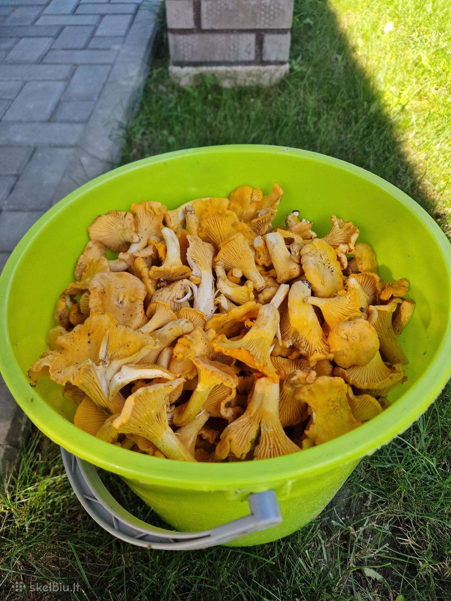 Voveraitės