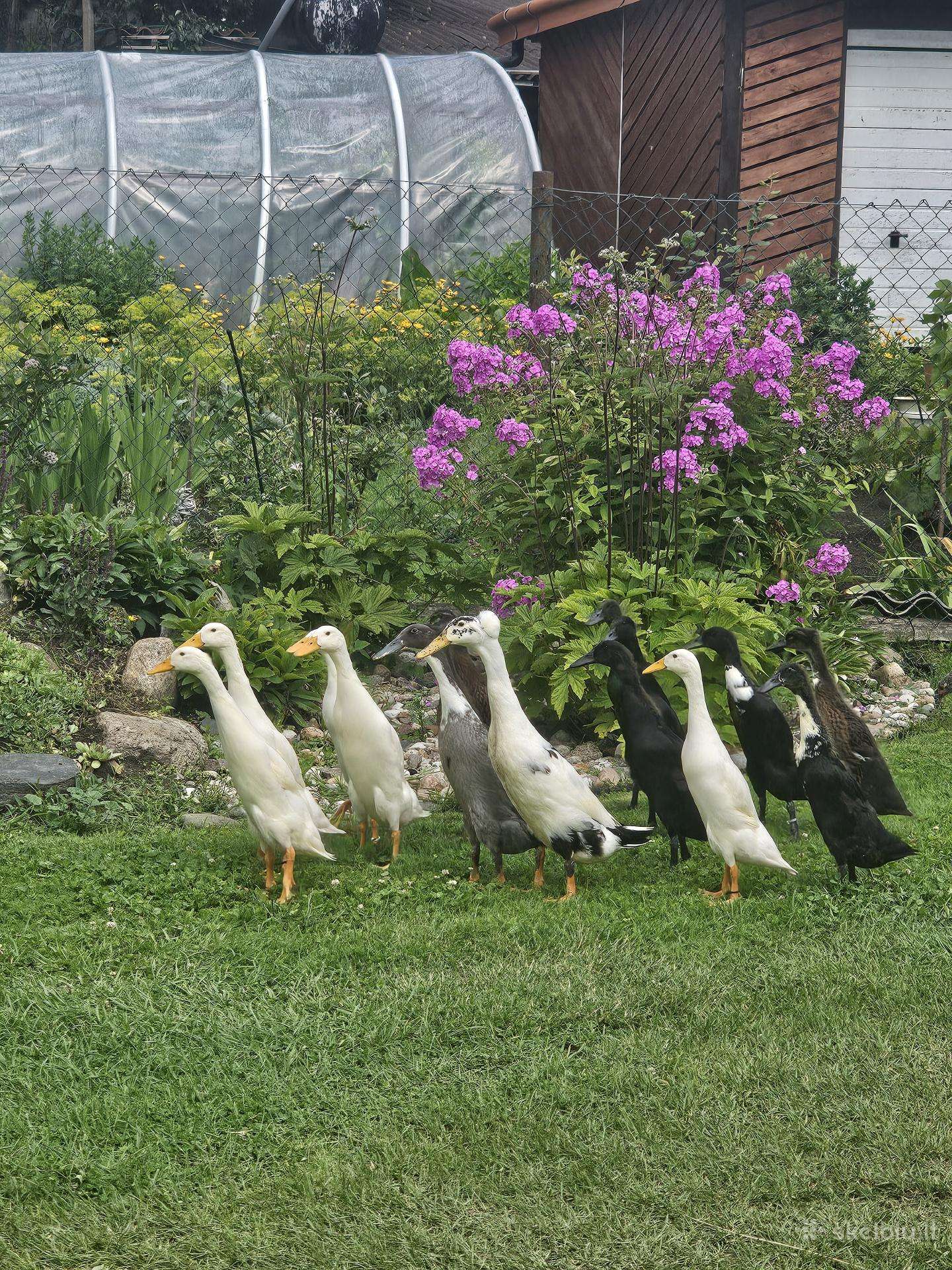 Indijos begikių patinėliai.
