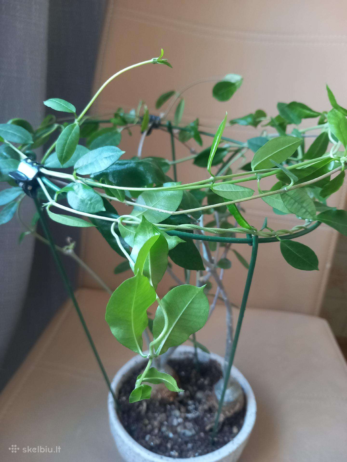 Fockea edulis (Valgomoji fokėja) – du kaudeksai