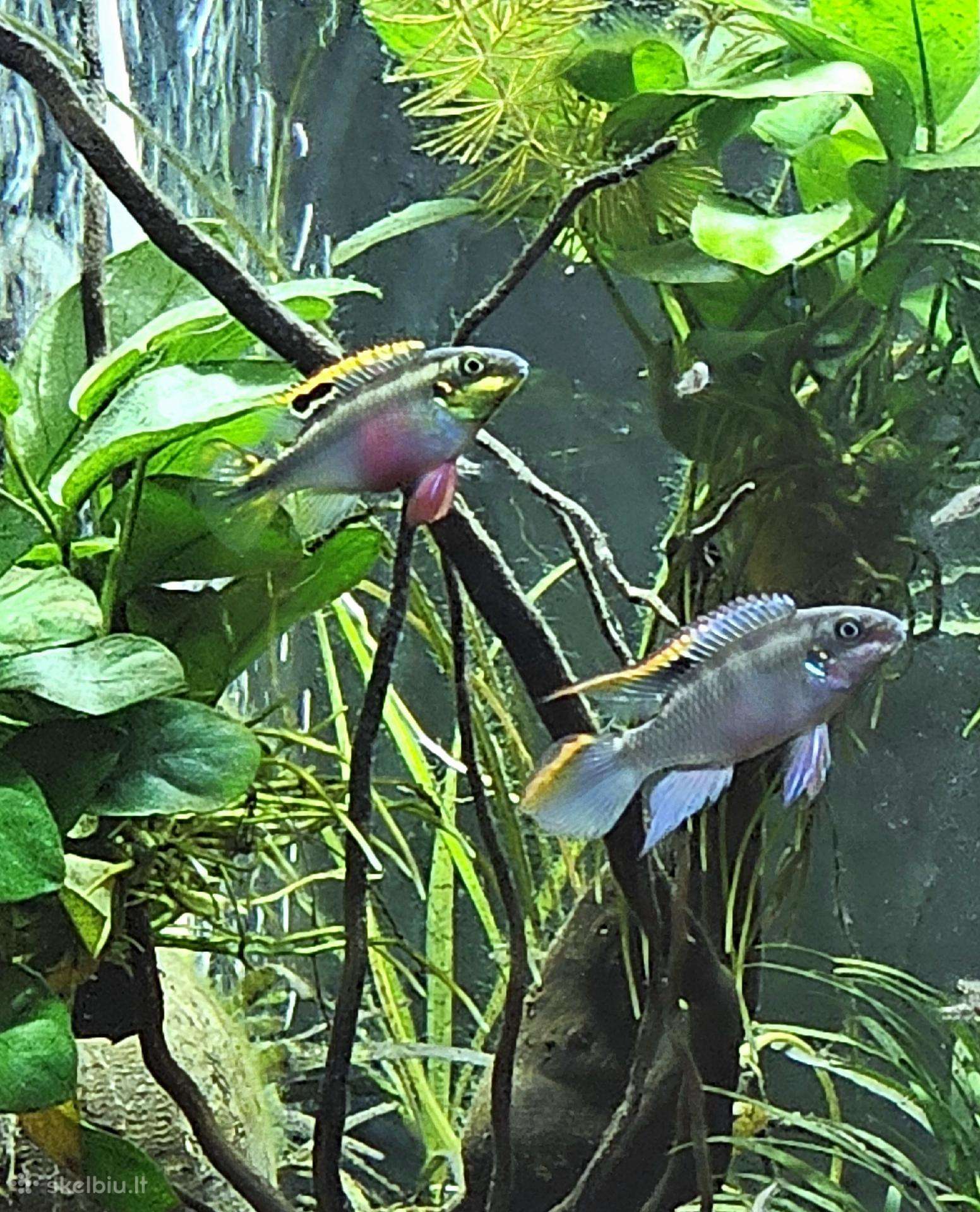 Keičiu pelvikachromis mailių