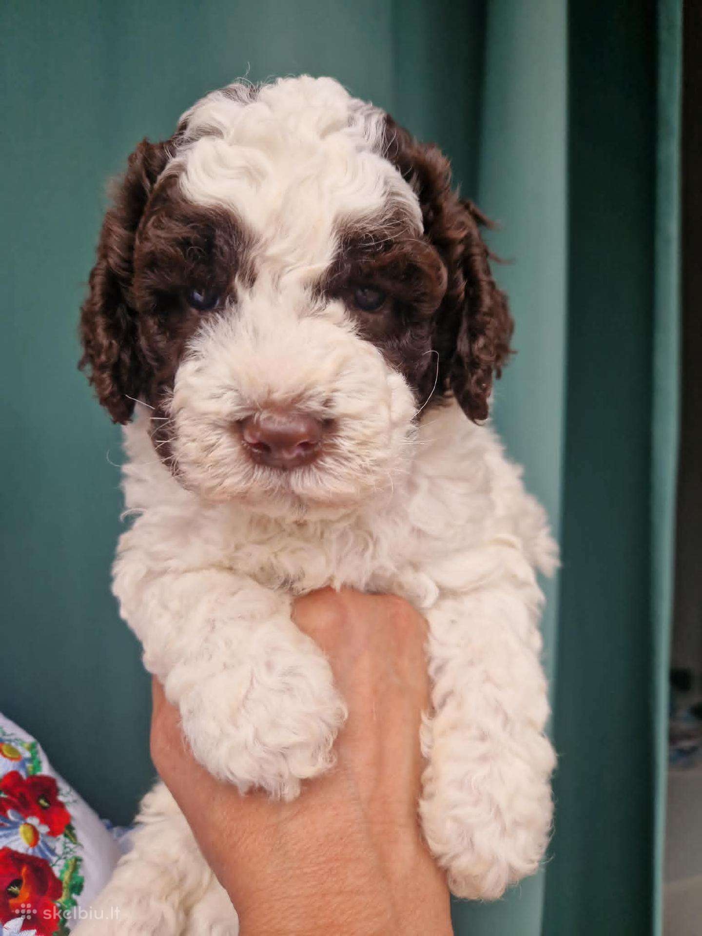 Romagna Water Lagotto Romagnolo Dogs Fci