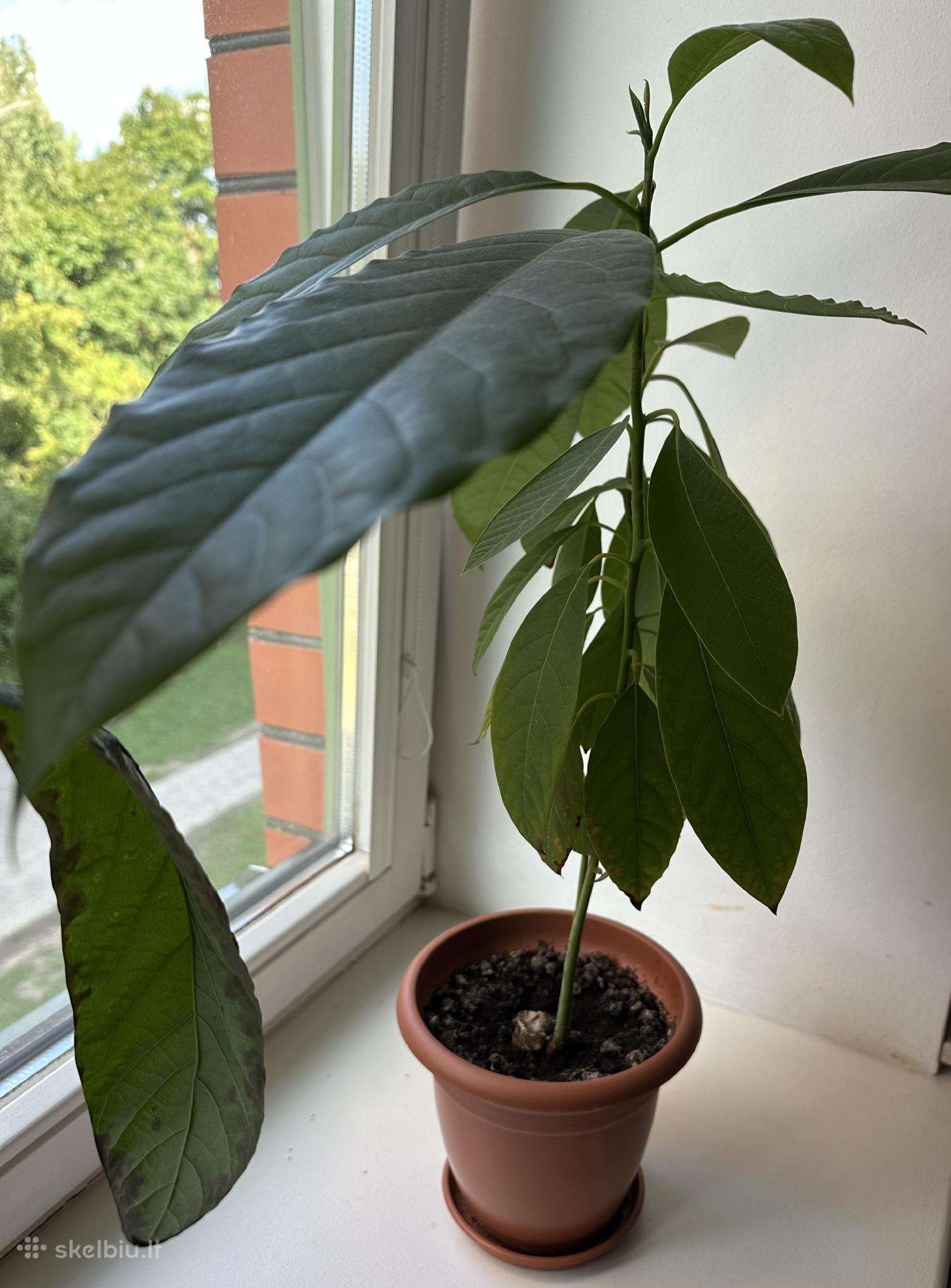 Avokado daigai
