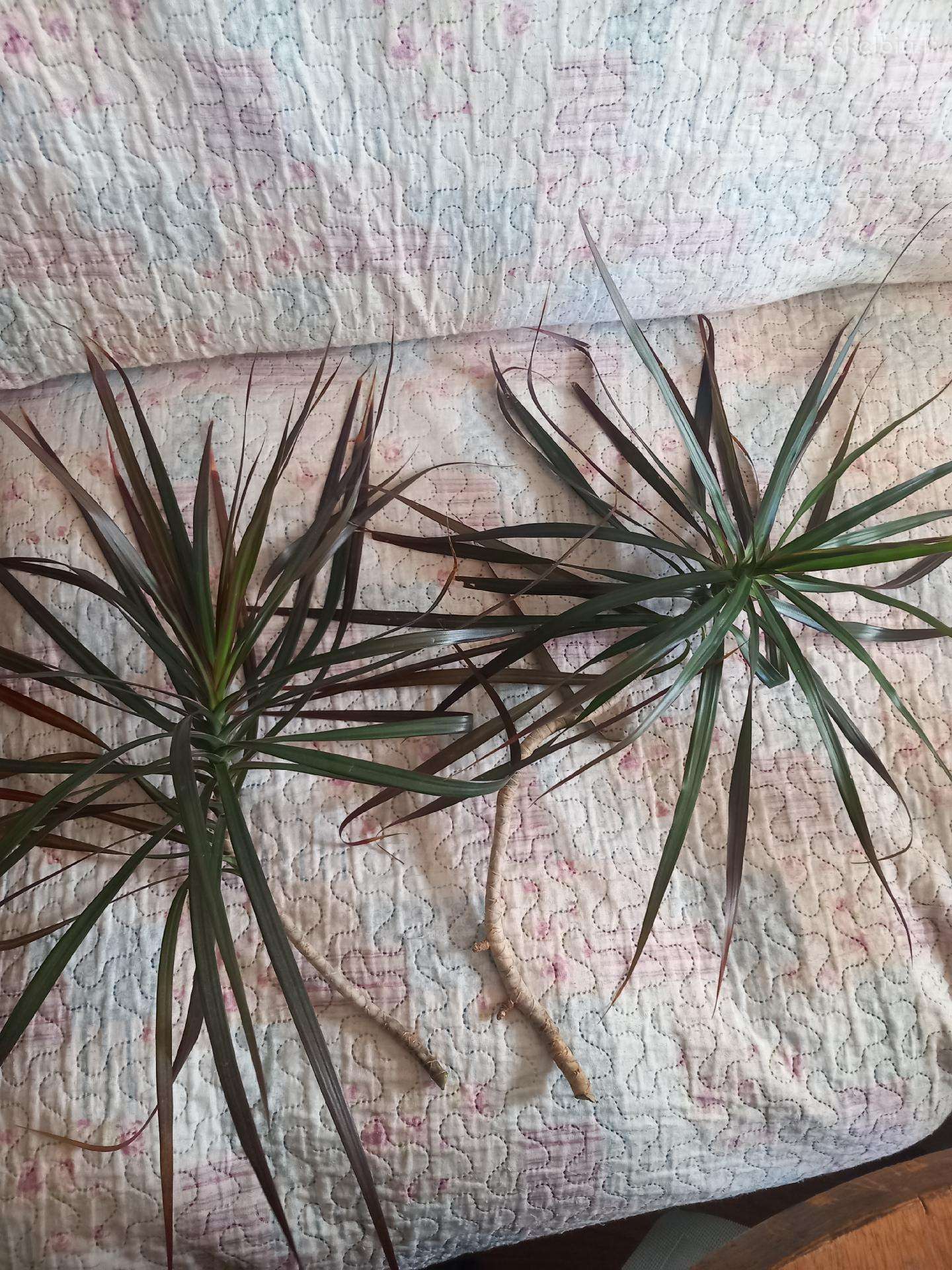 Palma, dracena nemokamai