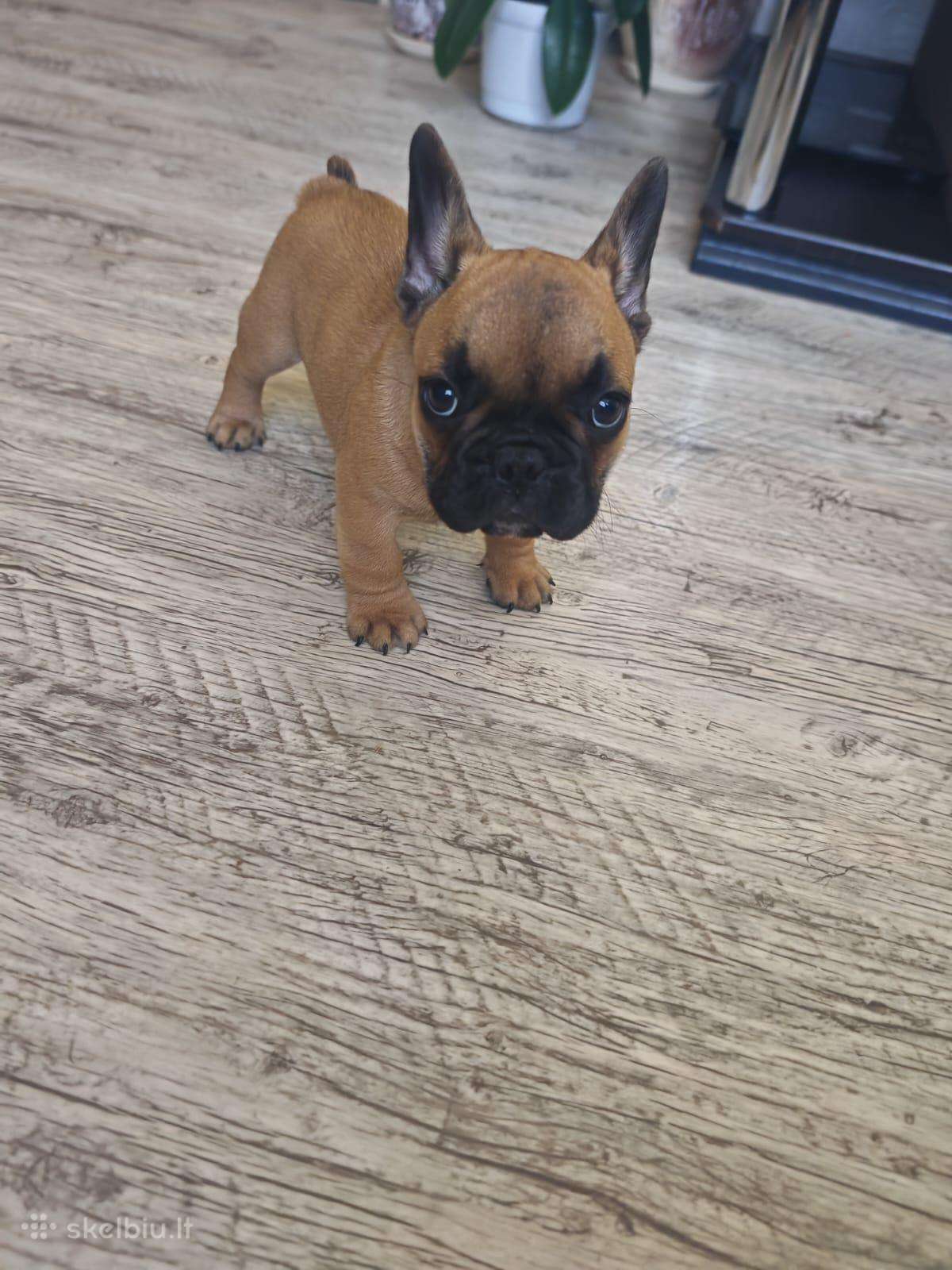 Prancūzų buldogo šuniukas
