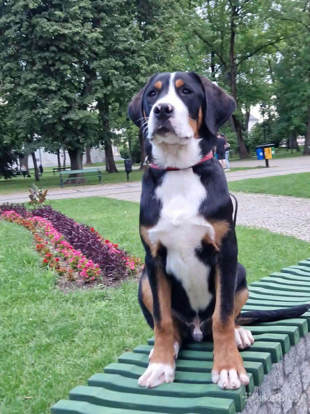 Didieji Šveicarų zenenhundai Fci