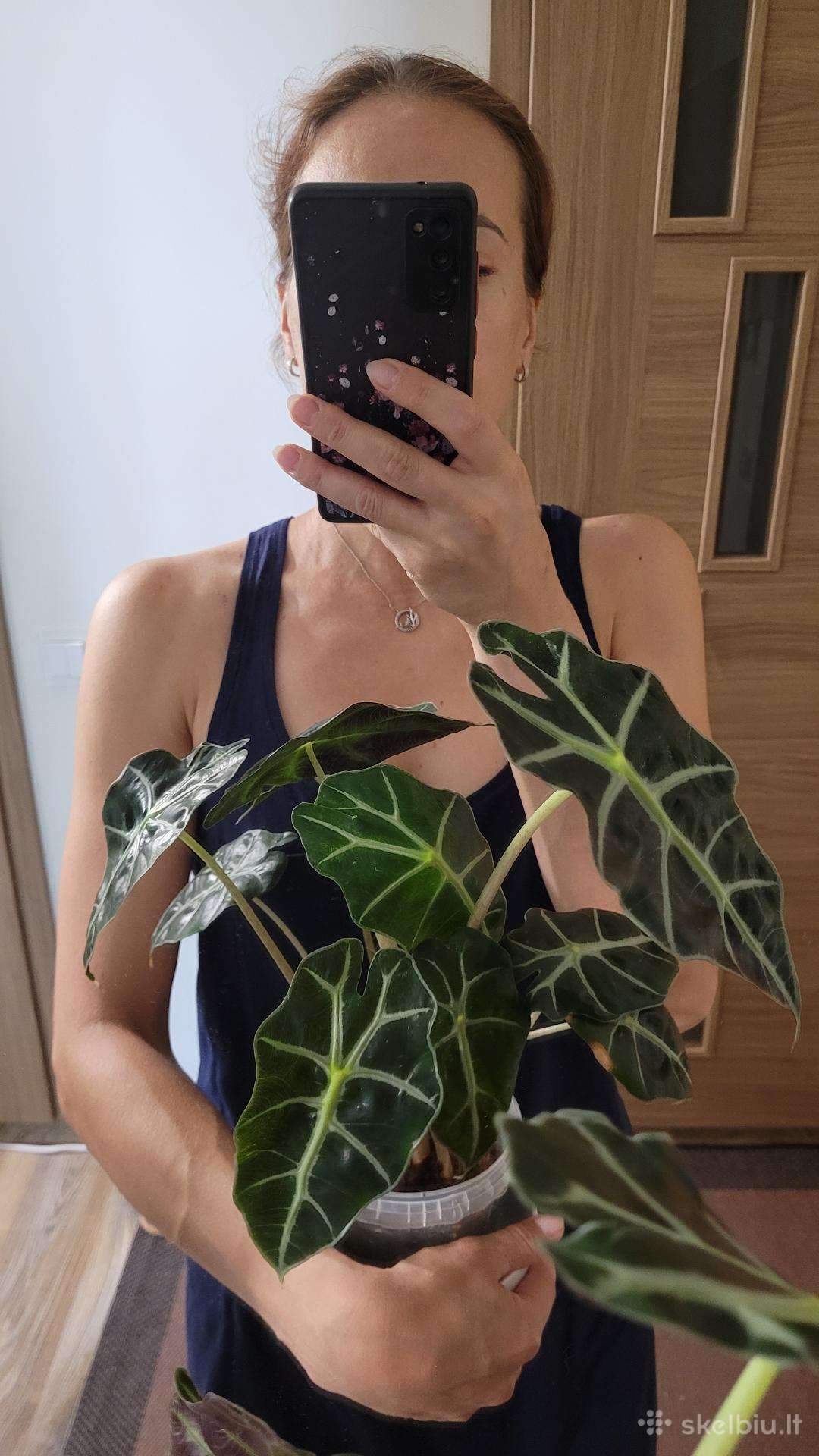 Nemaža Alokazija Amazonica 5 augalai vazone