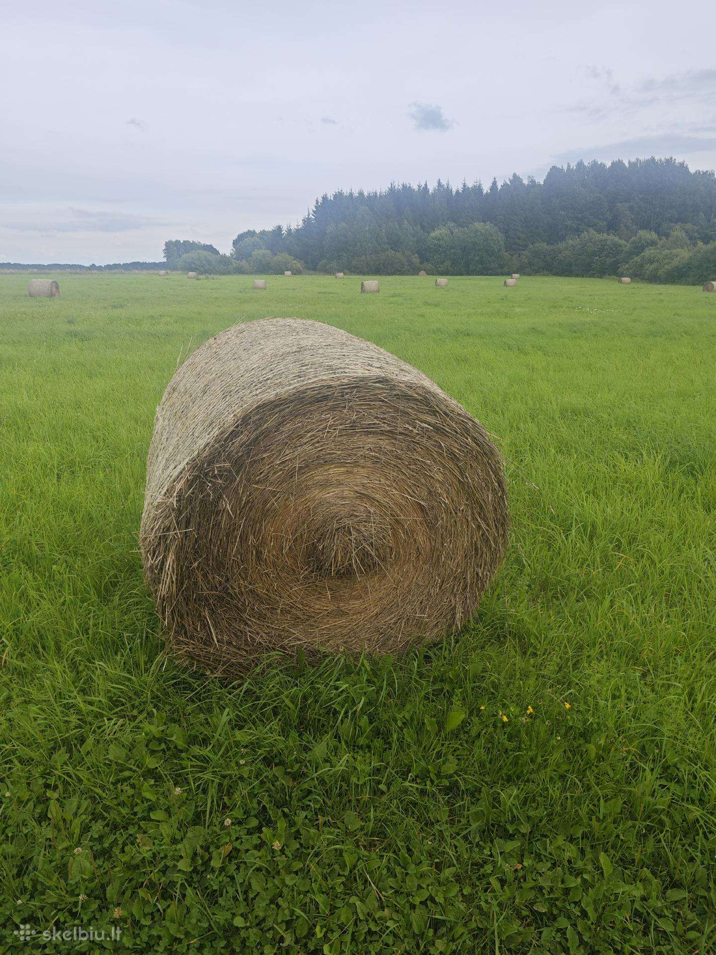 Šienas