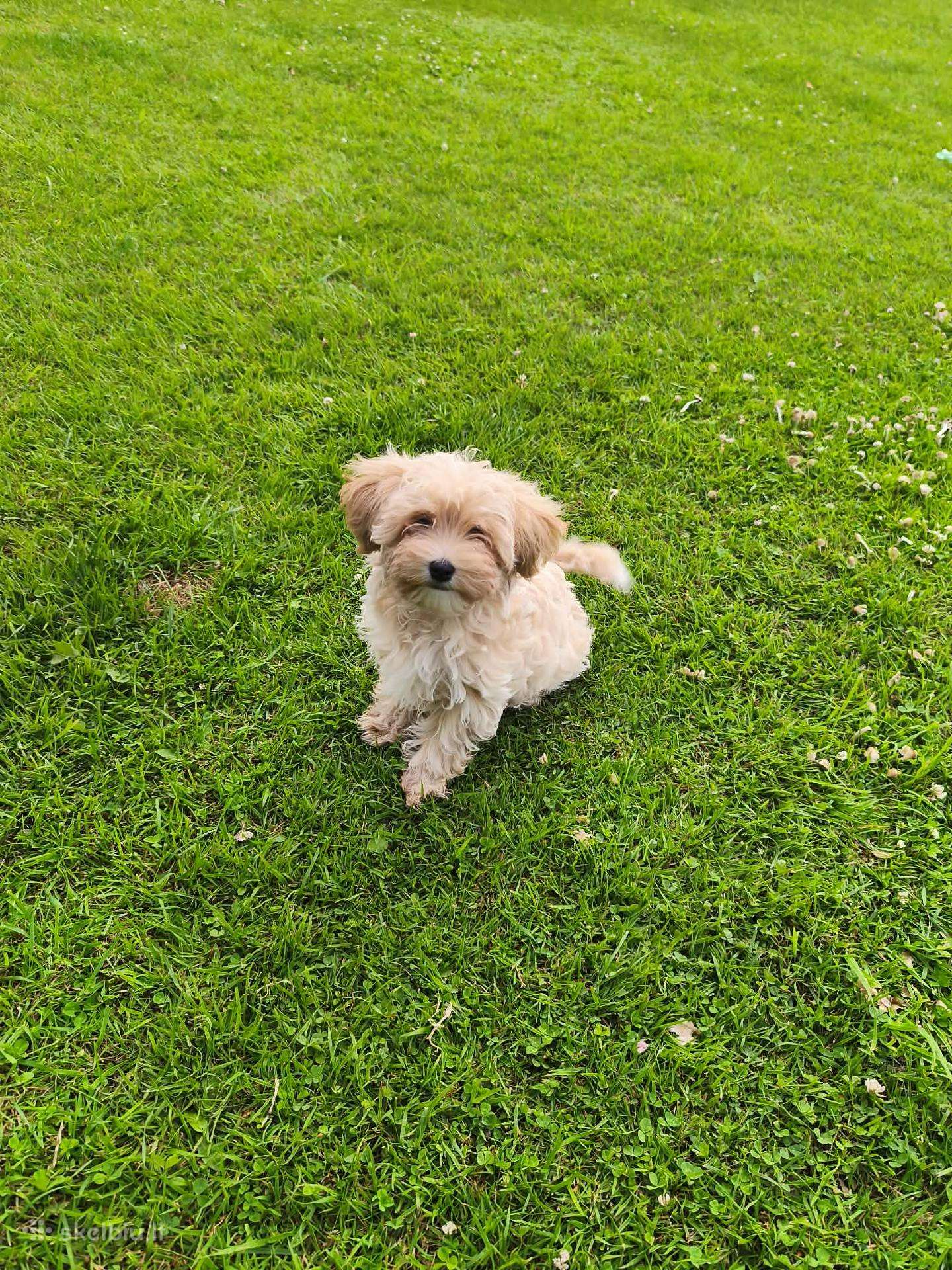 Maltipoo šuniukai