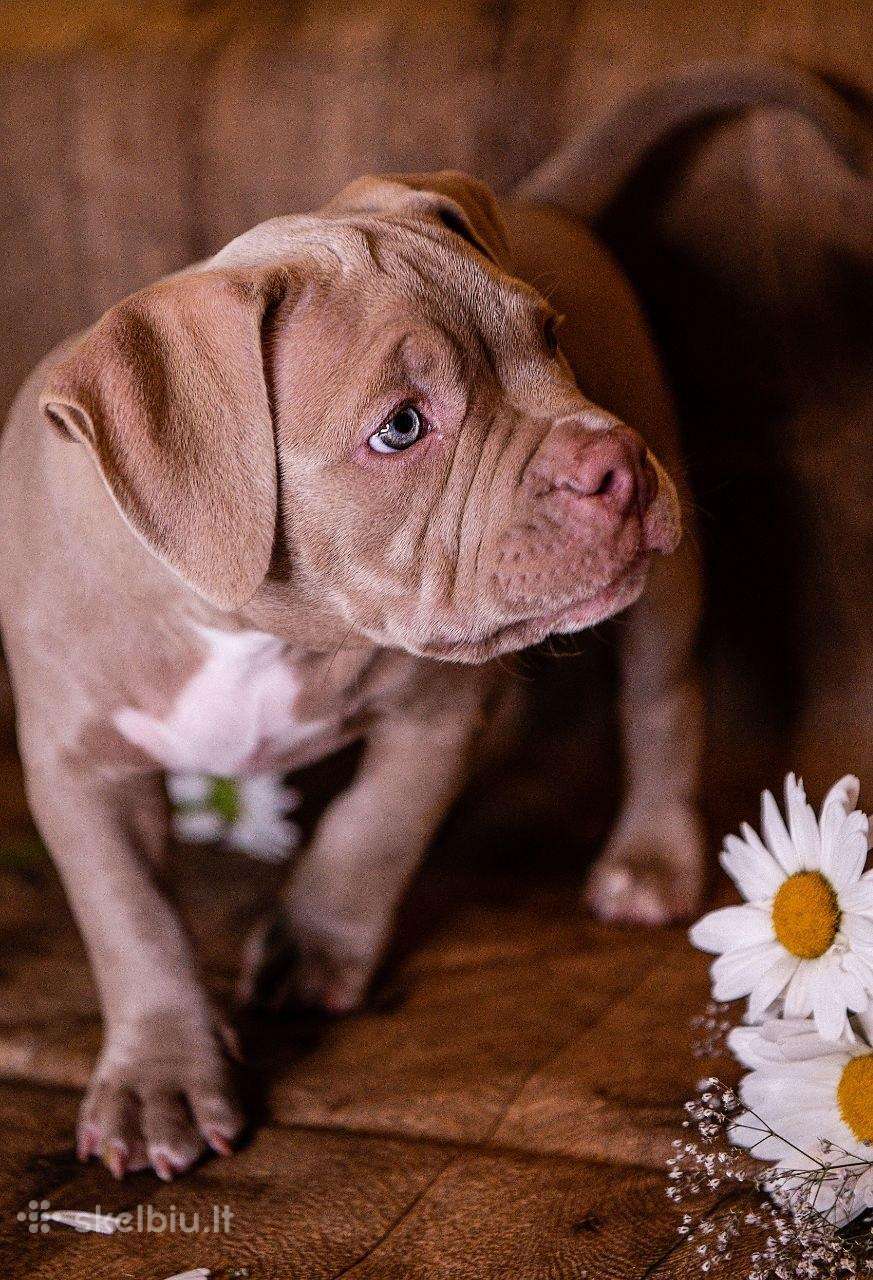 American Bully