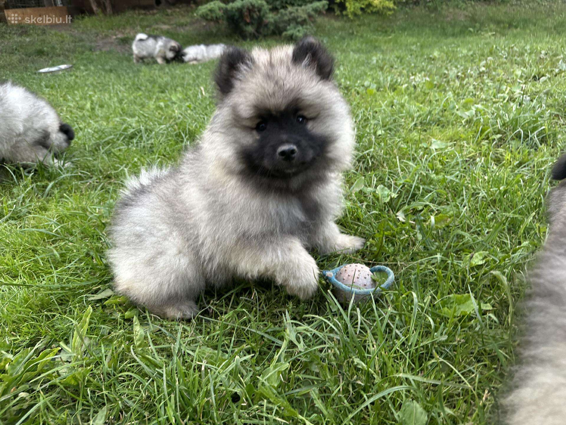 Volfšpicai su dokumentais