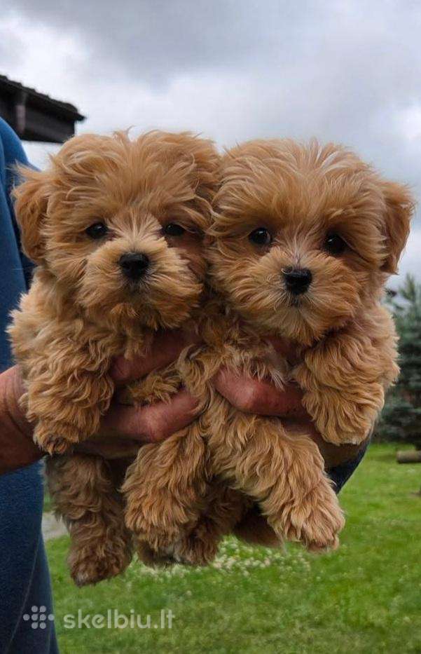 Maltipoo F1 Mergytes 3men. Euro