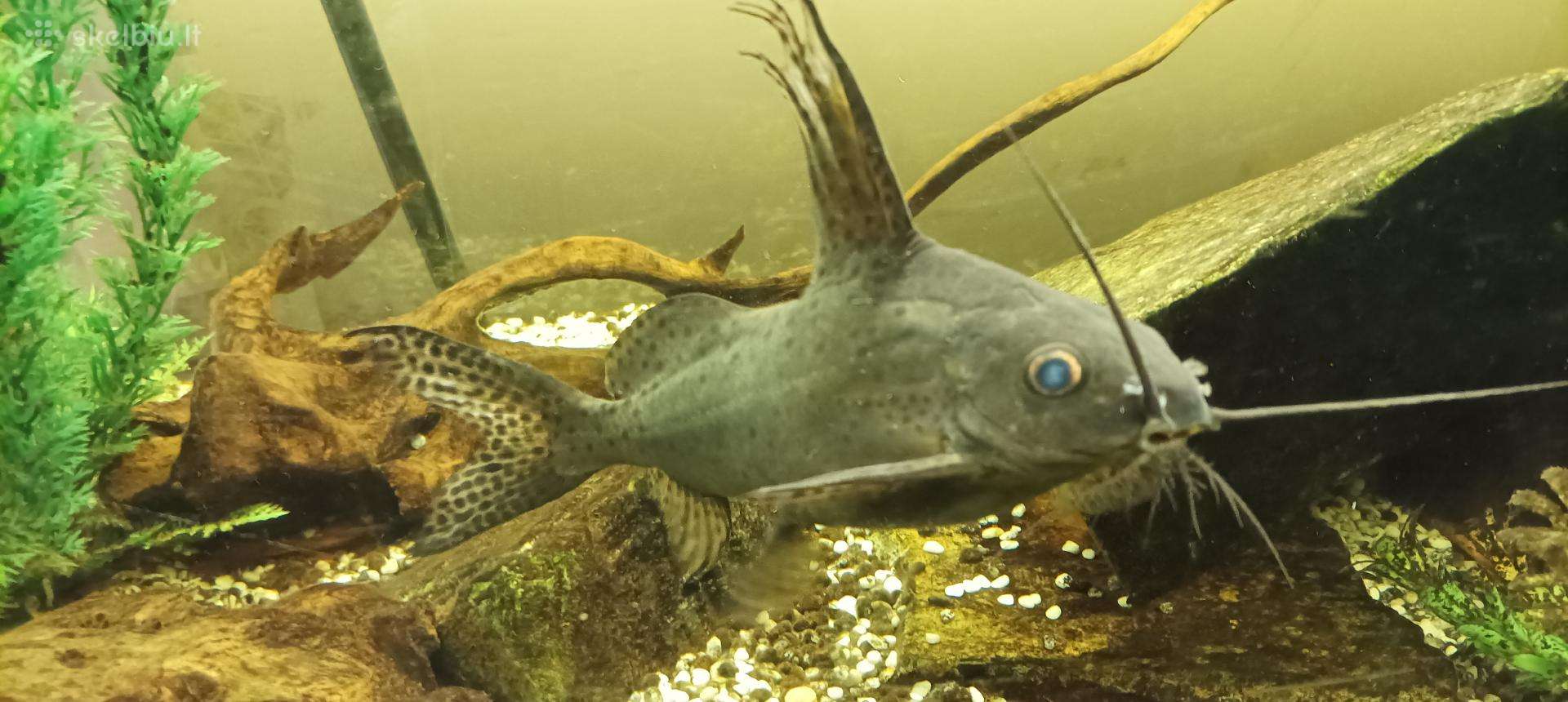Akvariumo dekoratyvinis šamas.