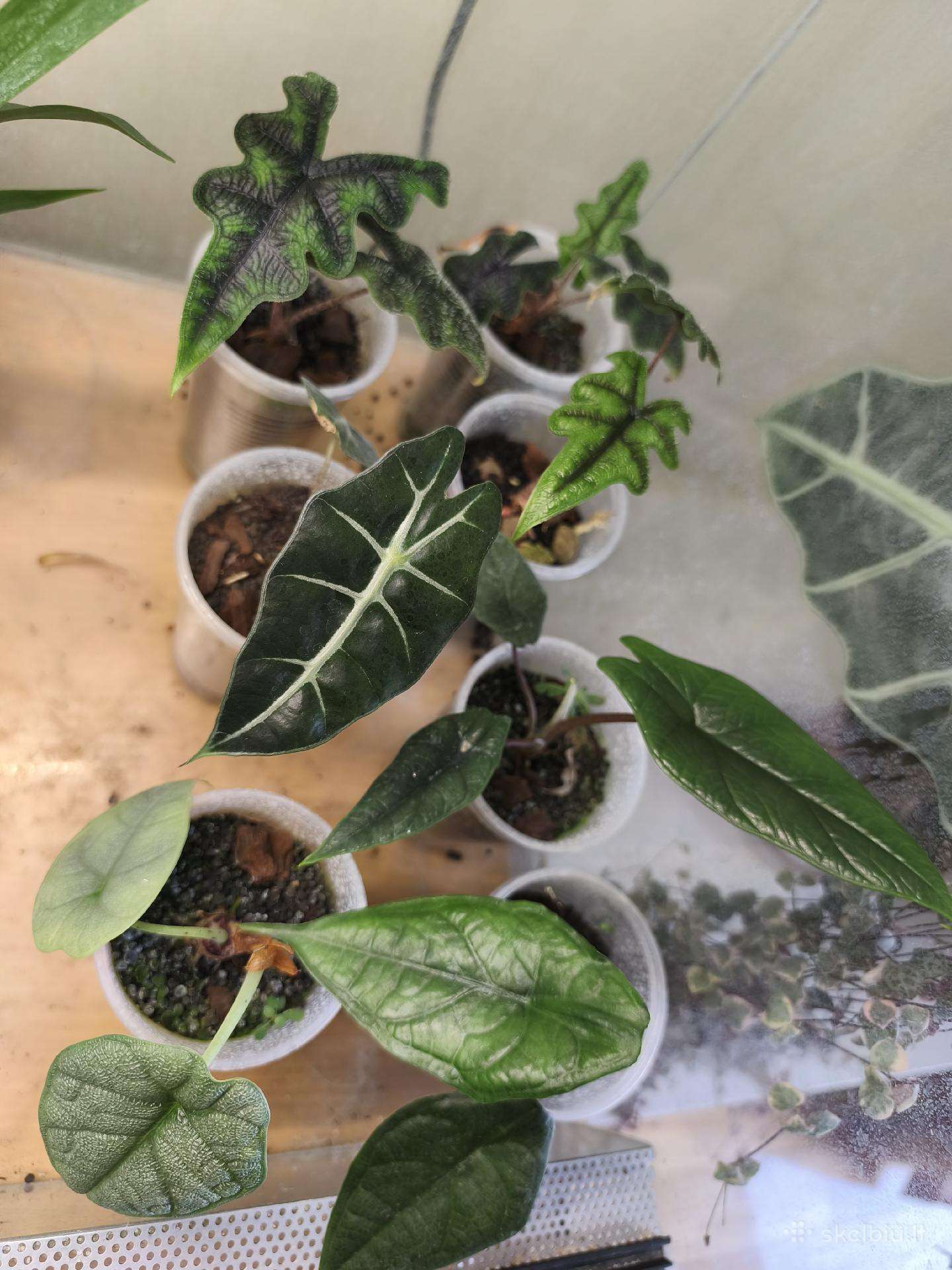 Alocasia