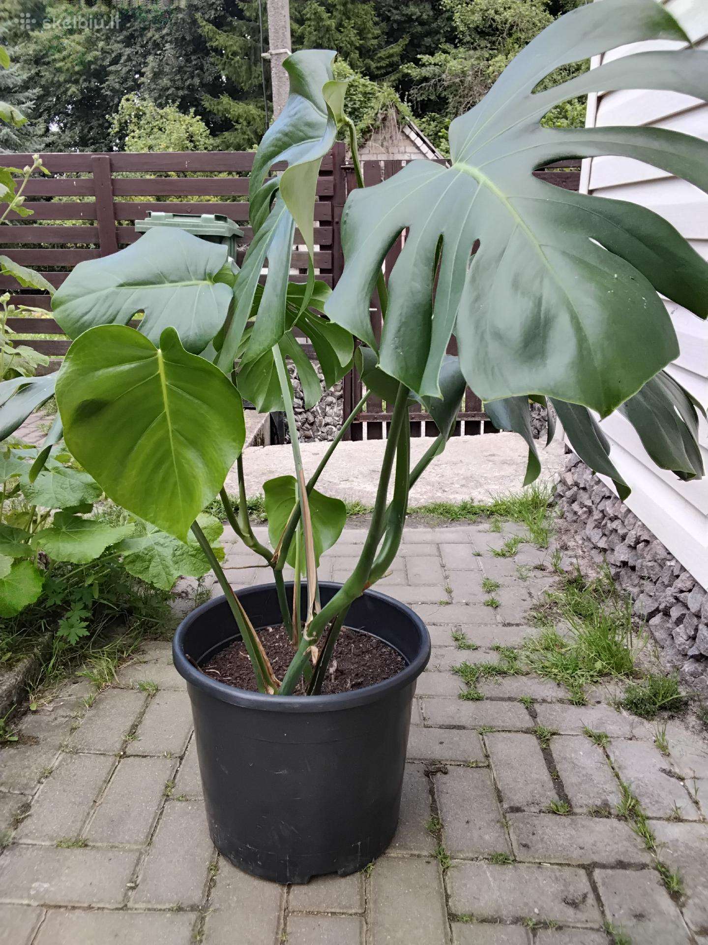 Monstera