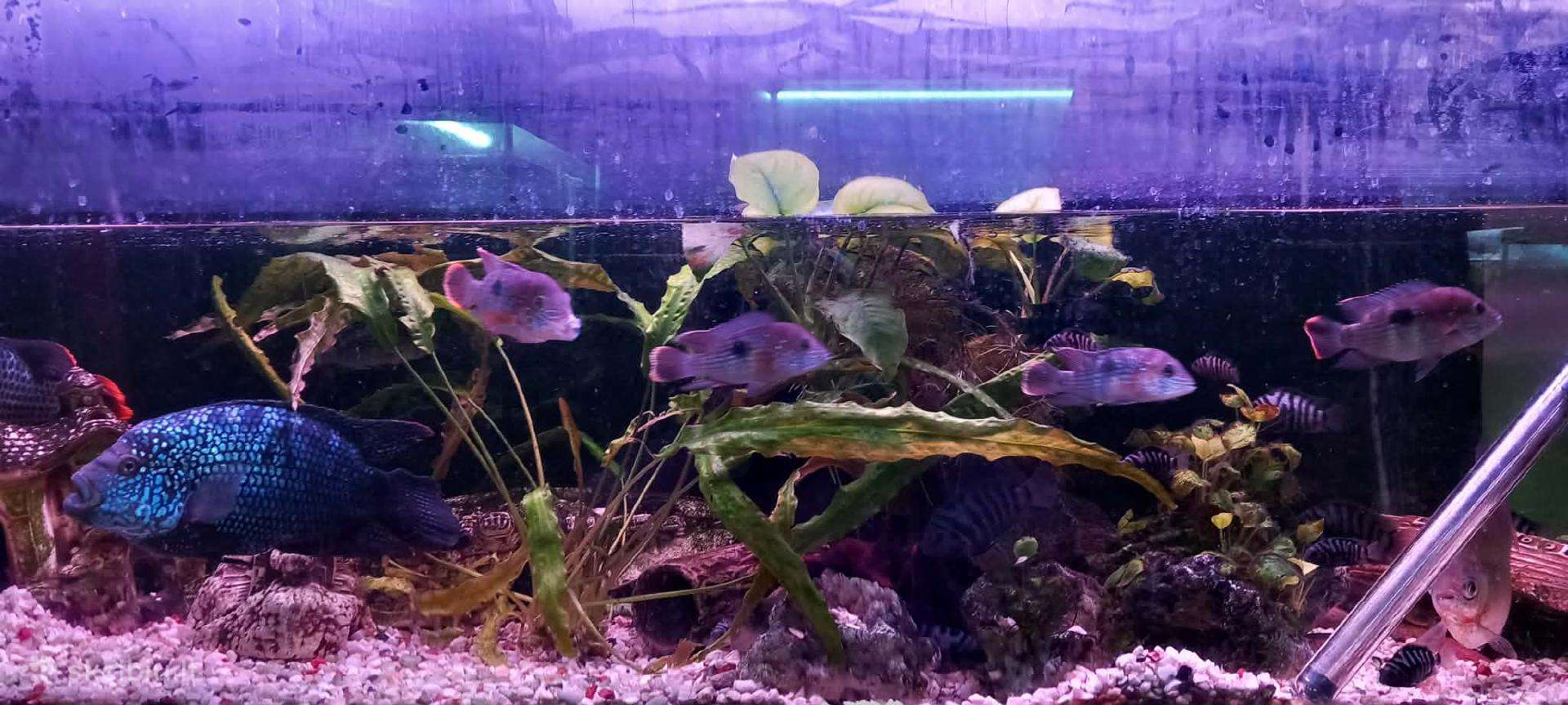 Ciklidai severumai