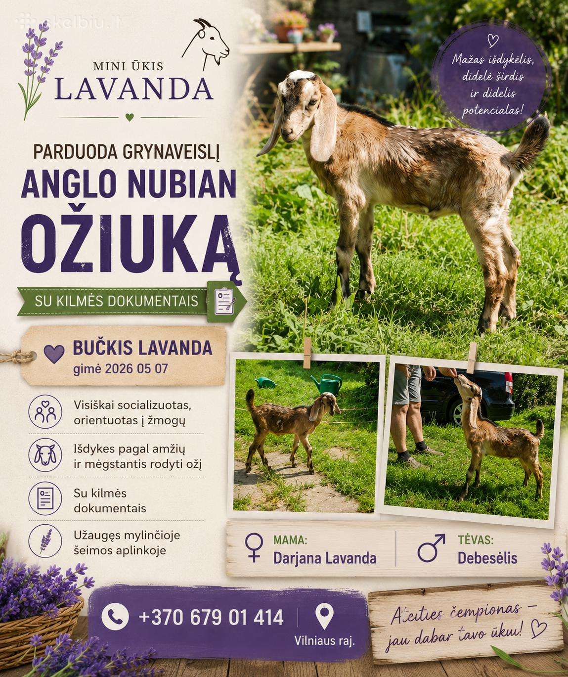 Anglonubian ožiukas su kilmės dokumentais