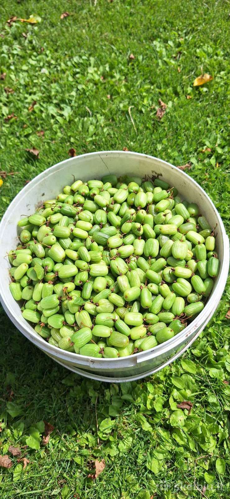 Aktinidijos