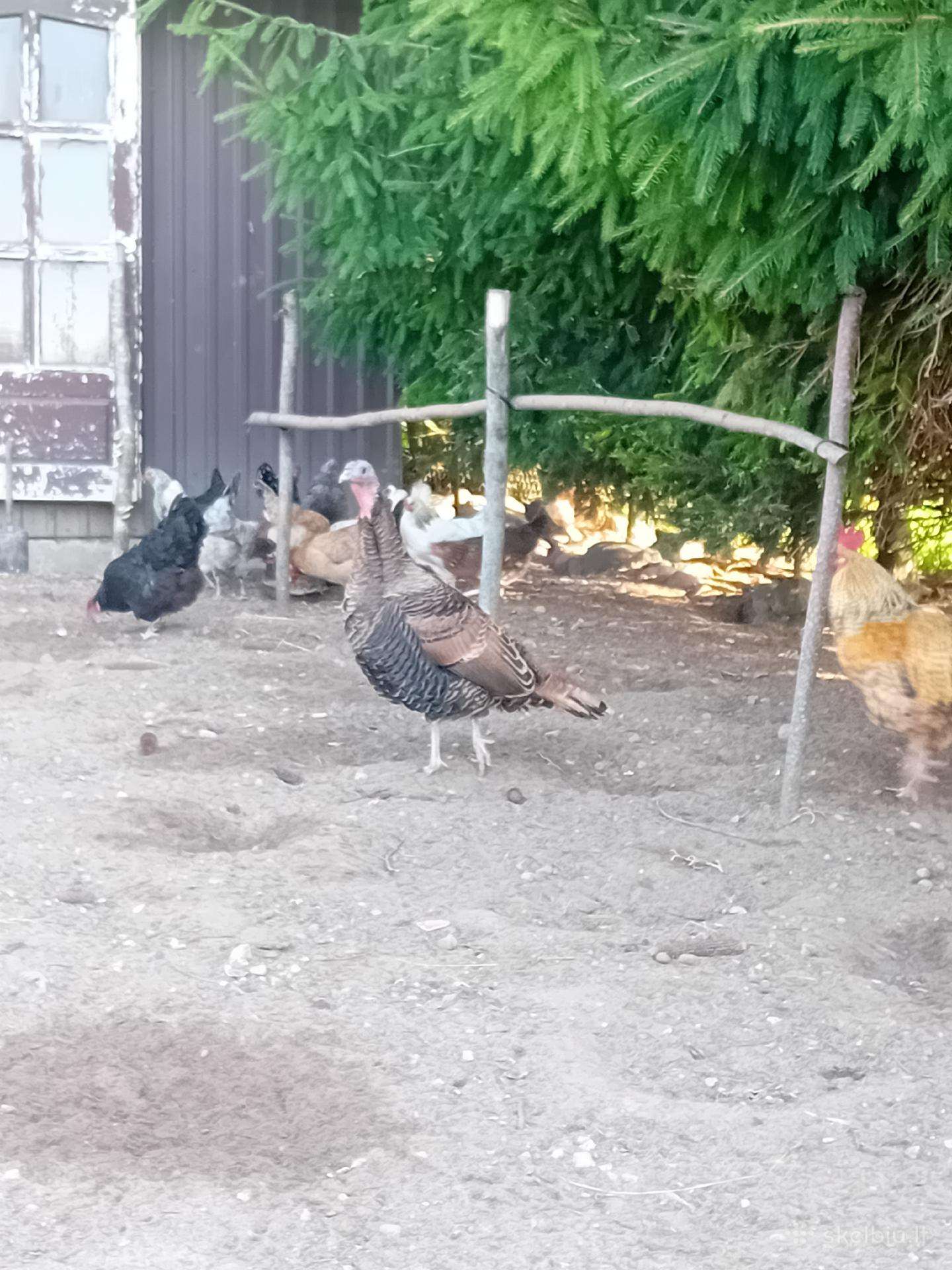 Parduodamos kalakutės