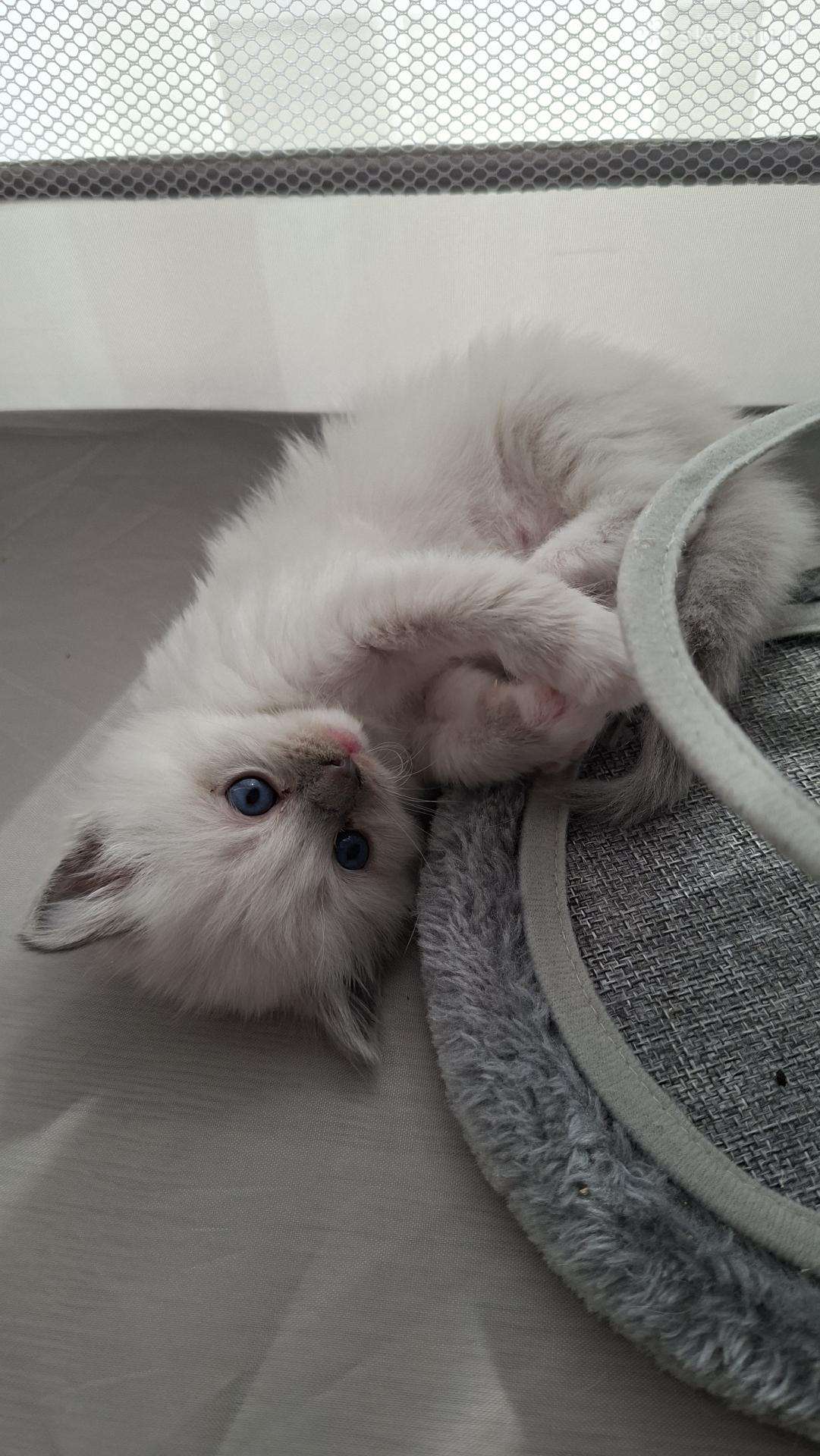 Ragdoll veislės kačiukai
