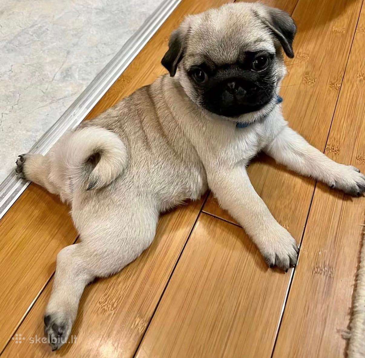 Mopsai su kilmes dokumentais /pug