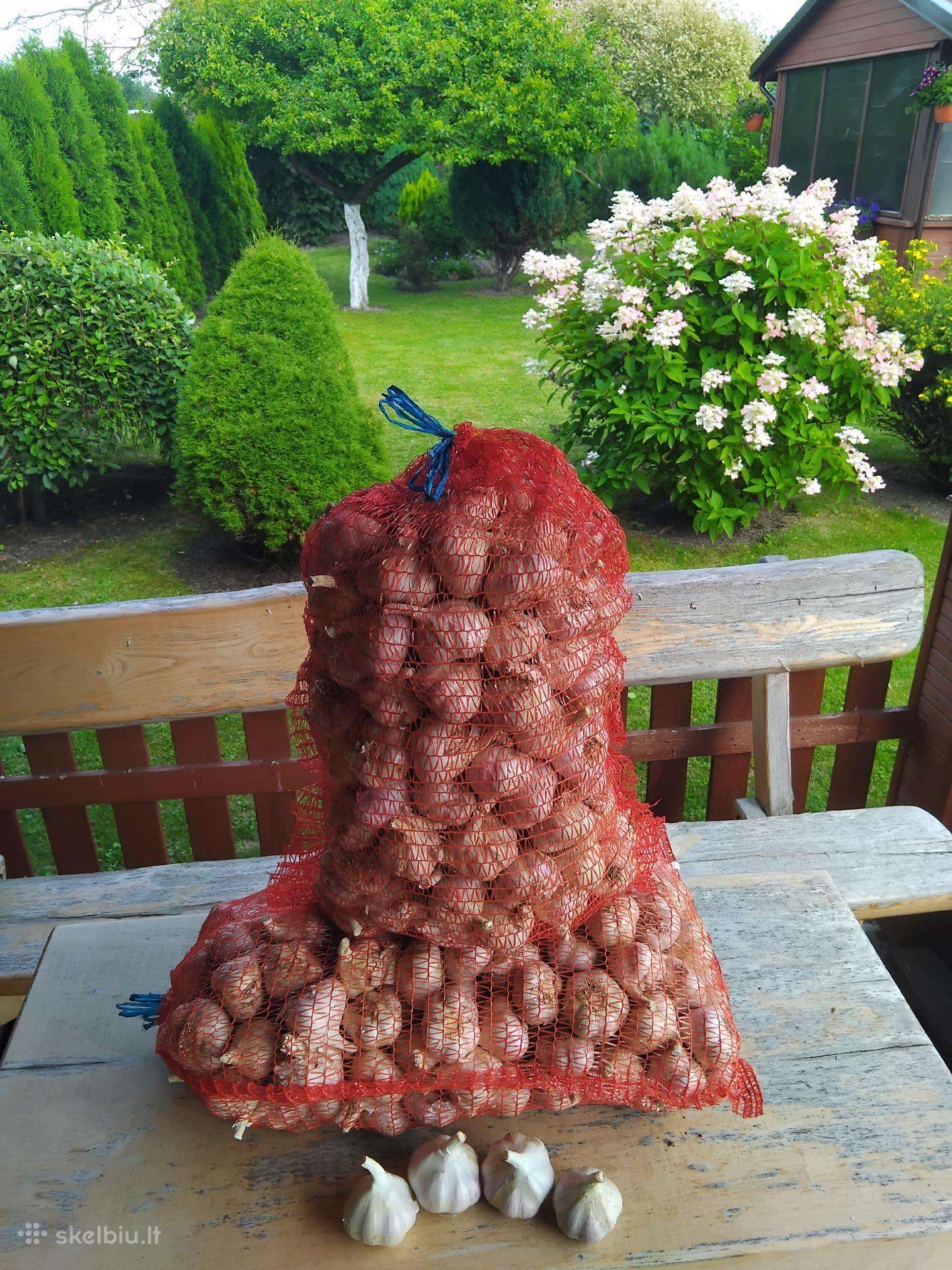 Česnakai