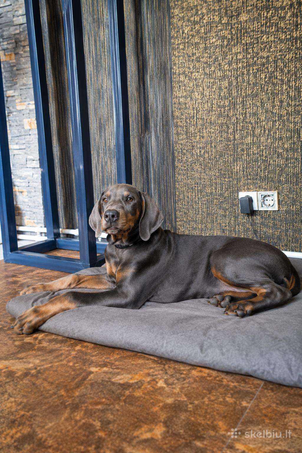 Dobermann