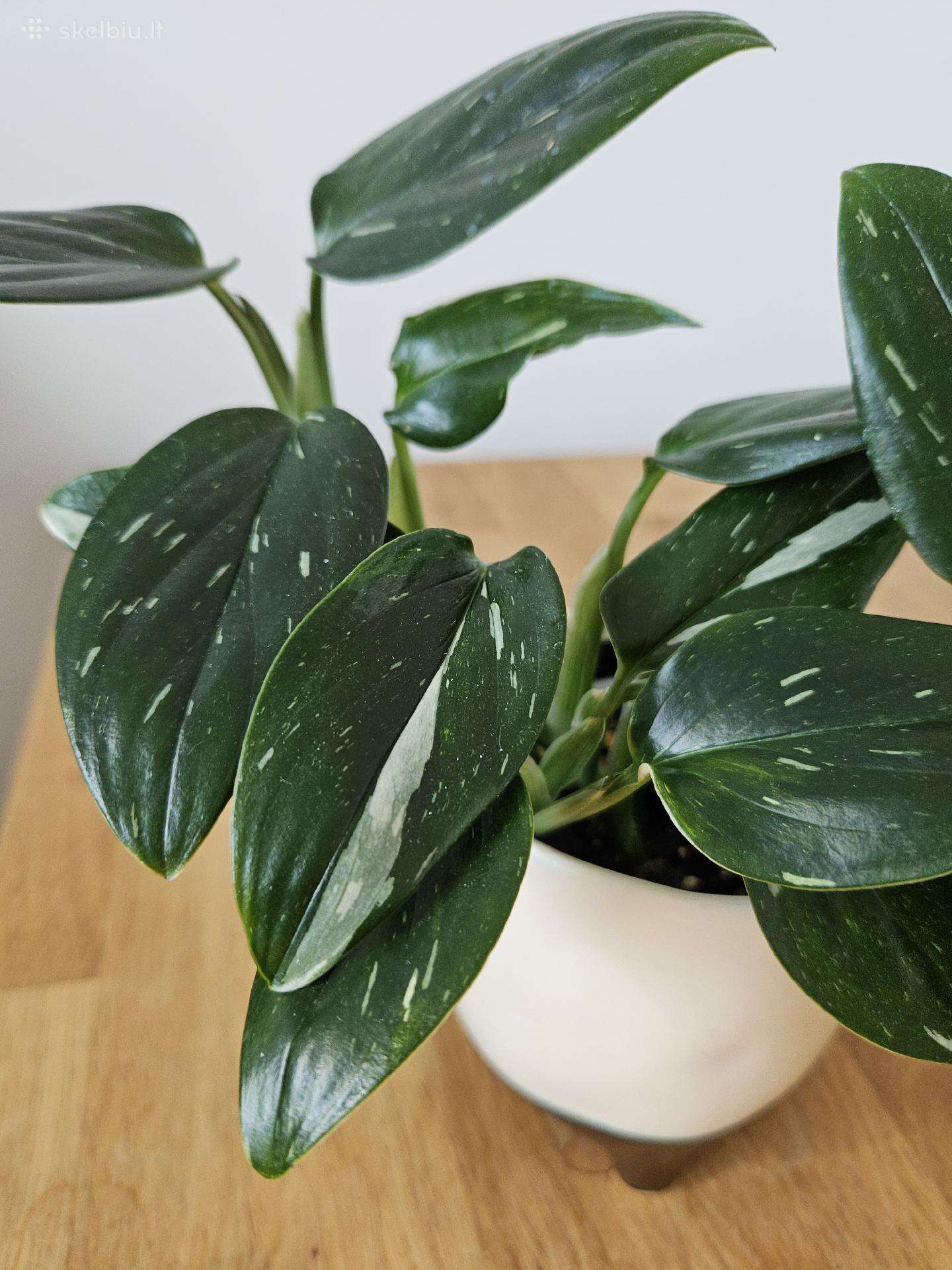 Monstera Standleyana karpiniai