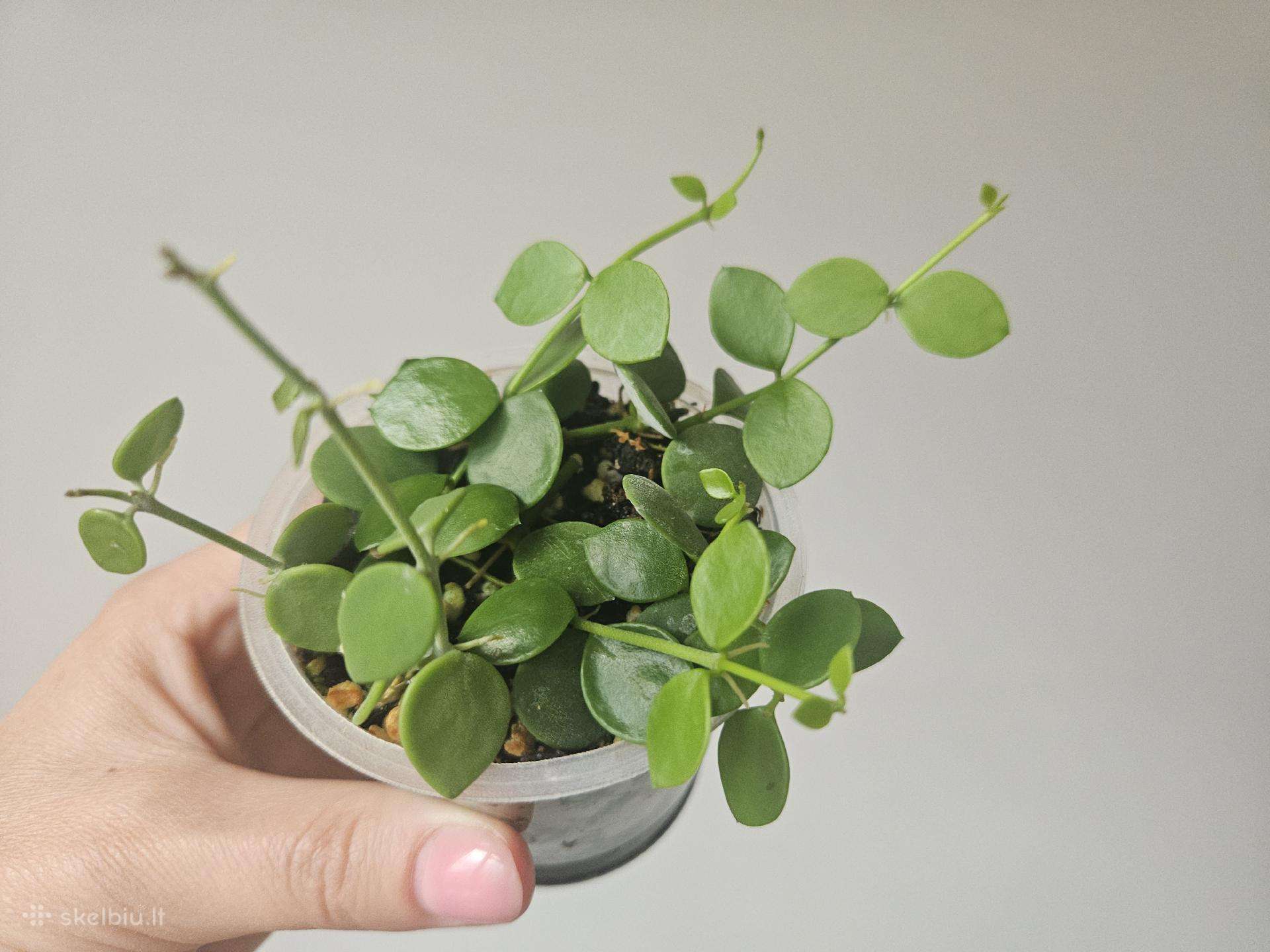 Dischidia Nummularia S