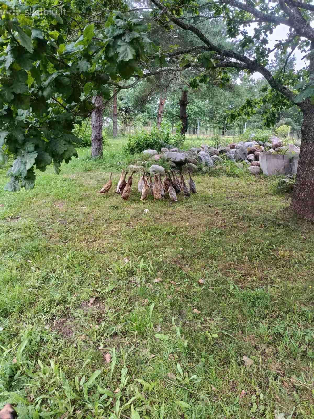 Parduodu antis bėgikes.