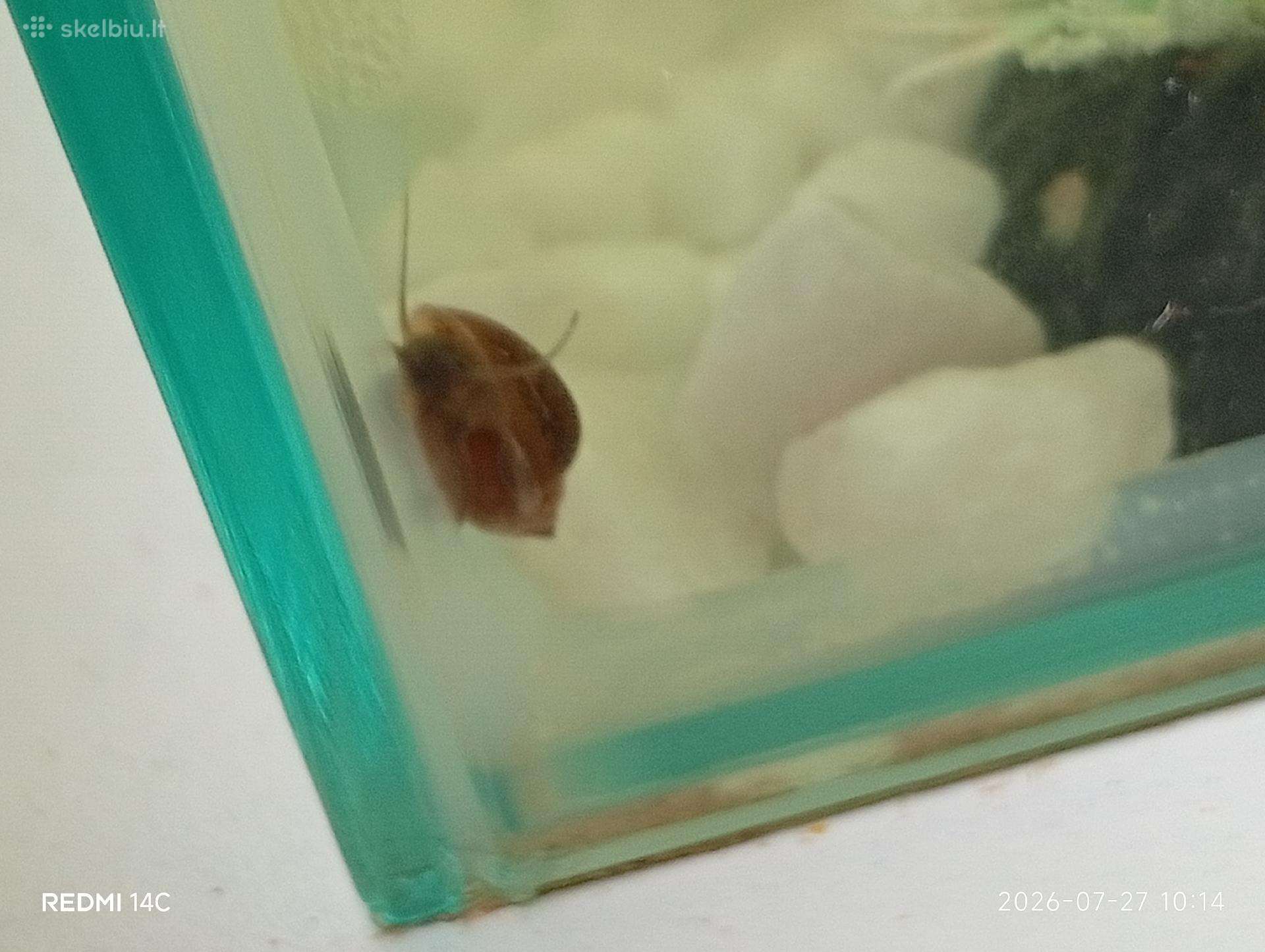 Akvariuminės sraigės už 1 vnt 1,50