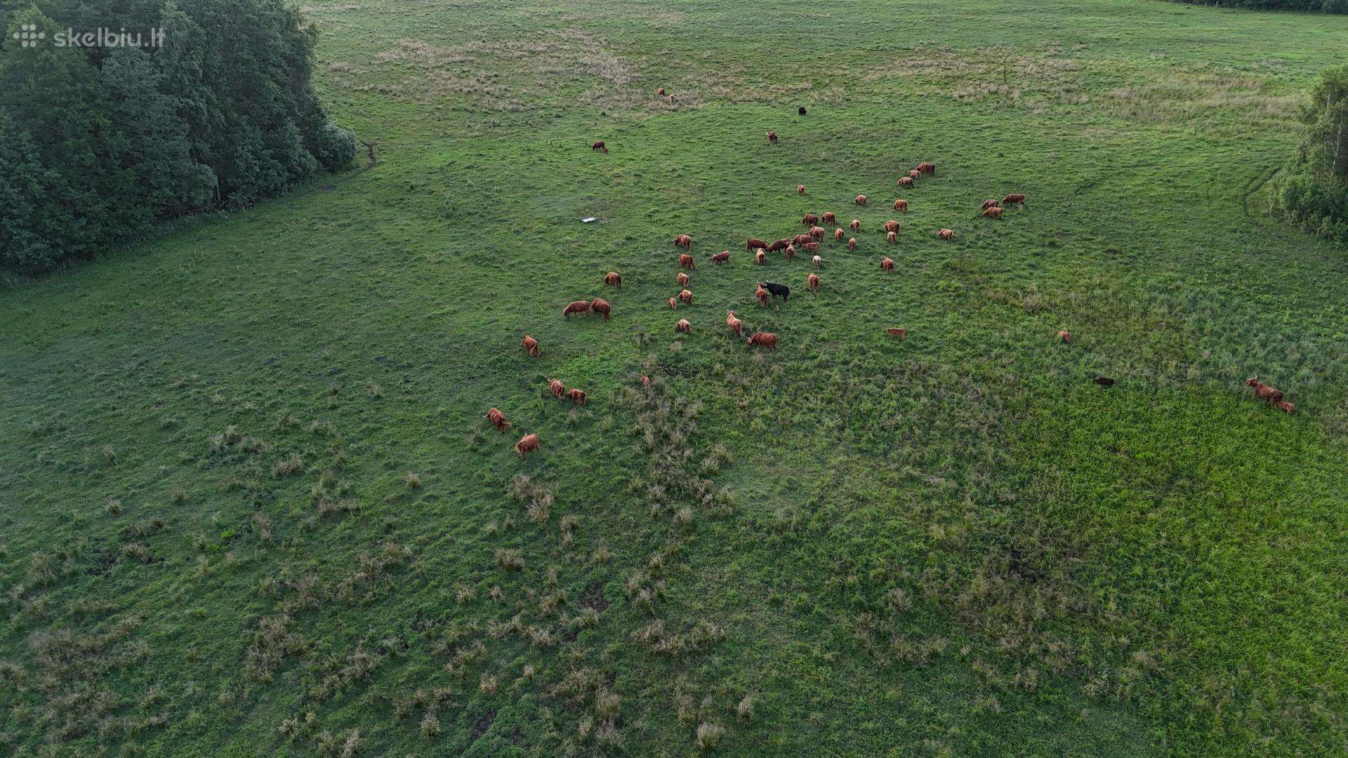 Hailendai (highland galvijai- telyčios ir buliukai